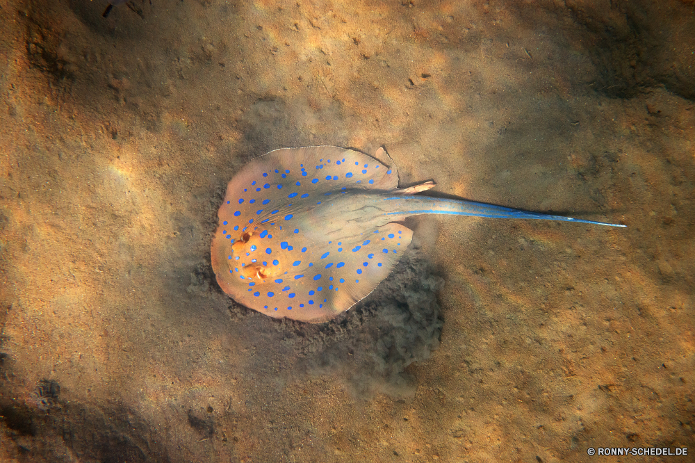 Lahami Bay Strahl Stechrochen horseshoe crab Zitterrochen Gliederfüßer Fisch Wirbellose Essen Löffel Schließen schwarz Objekt closeup gelb Abendessen Farbe Sport Kochen Organismus gesund Essen Orange einzelne behandeln Mittagessen Wasser Ausrüstung Mahlzeit Meer Metall Silber Maus Restaurant Snack Ozean Werkzeug Hintergründe Küche Computer Saison Blatt alt Scroll Garten köstliche natürliche Wettbewerb Reflexion ray stingray horseshoe crab electric ray arthropod fish invertebrate food spoon close black object closeup yellow dinner color sport cooking organism healthy eating orange single handle lunch water equipment meal sea metal silver mouse restaurant snack ocean tool backgrounds kitchen computer season leaf old scroll garden delicious natural competition reflection