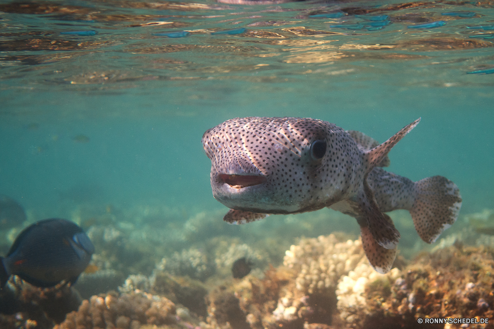 Lahami Bay Kugelfisch Unterwasser Meer Riff Ozean Fisch Koralle Wasser Tauchen Tropischer Marine Tauchen Tauchgang aquatische exotische Reisen Salzwasser Schwimmen Urlaub tief Leben Sonnenlicht Kolonie Tourismus bunte Unterwasser Taucher unter hell Wildtiere klar Schildkröte Sonne unter Schwimmen Scuba diving unter Türkis Farbe Sport Abenteuer Sommer Aquarium Licht Sonnenstrahl seelandschaft Strand Urlaub erkunden Exploration Landschaft Entspannung Insel Umgebung Erholung nass Fische gefährdet Salz Schließen Klima im freien Ruhe ruhige Schule Oberfläche Orte Wild Szene Tiefe Himmel Blasen Tiere puffer underwater sea reef ocean fish coral water diving tropical marine scuba dive aquatic exotic travel saltwater swimming vacation deep life sunlight colony tourism colorful undersea diver below bright wildlife clear turtle sun under swim scuba diving beneath turquoise color sport adventure summer aquarium light sunbeam seascape beach holiday explore exploration landscape relaxation island environment recreation wet fishes endangered salt close climate outdoor calm tranquil school surface places wild scene depth sky bubbles animals