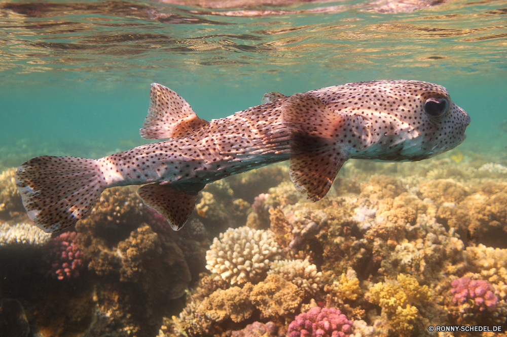 Lahami Bay Seestern Stachelhäuter Meer Fisch Unterwasser Tropischer Ozean Wirbellose Riff Wasser Marine Schildkröte Koralle Tier Tauchen aquatische Meeresschildkröte exotische Urlaub Tauchen Tauchgang Aquarium Wildtiere Schwimmen tief Strand Reisen Leben bunte Salzwasser Schwimmen Schale Reptil Farbe Sand Kolonie Tank Sonnenlicht Tourismus Wild Sterne Küste Kreatur — Tiere Aal Sommer Unterwasser erkunden Türkis Urlaub Schnorcheln Fische Ufer Exploration Klima Traum Entspannen Sie sich im freien Scuba diving unter Wendekreis Aqua Blasen Umgebung Insel Coral reef Welle starfish echinoderm sea fish underwater tropical ocean invertebrate reef water marine turtle coral animal diving aquatic sea turtle exotic vacation scuba dive aquarium wildlife swimming deep beach travel life colorful saltwater swim shell reptile color sand colony tank sunlight tourism wild star coast creature animals eel summer undersea explore turquoise holiday snorkeling fishes shore exploration climate dream relax outdoor scuba diving below tropic aqua bubbles environment island coral reef wave