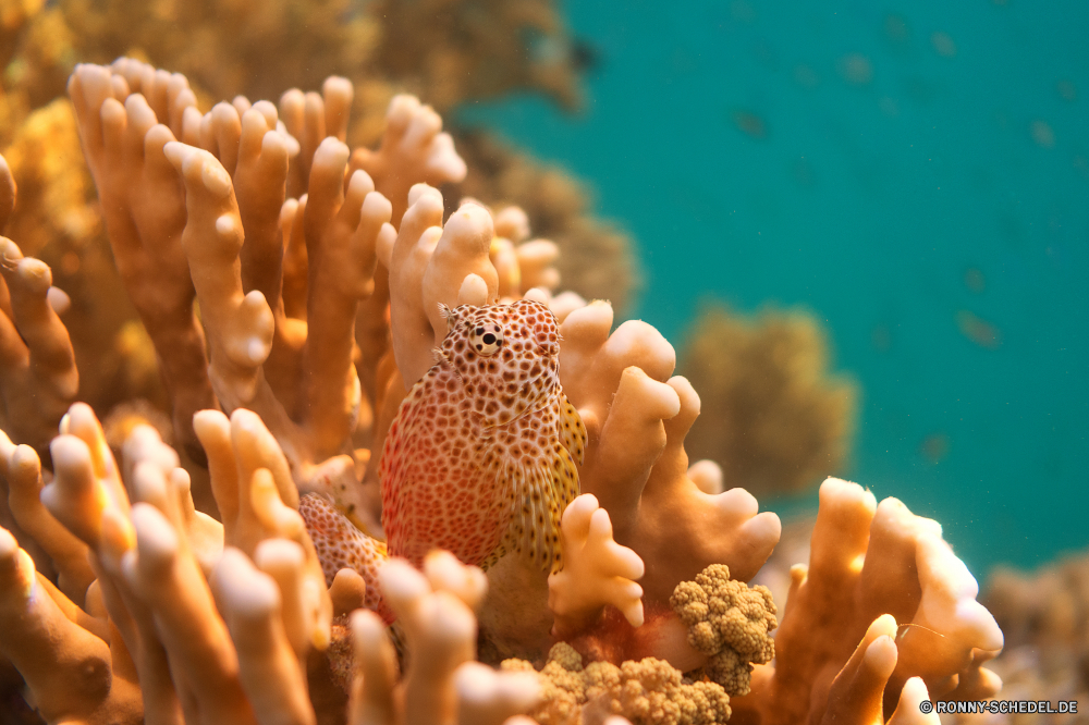 Lahami Bay Riff Coral reef Unterwasser Koralle Meer Fisch Wirbellose Marine Tropischer Polyp Ozean Tier Grat Wasser Tauchen aquatische exotische coelenterate Tauchgang Salzwasser Tauchen natürliche Höhe Anemonenfisch Kolonie tief bunte Organismus erkunden Urlaub Reisen Leben Sonnenlicht Exploration Sonne Tourismus geologische formation Schließen Orte Aquarium Blasen Sonnenstrahl Traum hell Anemone unter Salz Wildtiere Schwimmen Unterwasser unter Taucher Tiefe Farbe Strahl closeup Schule Schnorcheln Strahlen 3D Entspannung gelb Schnapper Fische schwarz unter seelandschaft Seeanemone weiche reef coral reef underwater coral sea fish invertebrate marine tropical polyp ocean animal ridge water diving aquatic exotic coelenterate dive saltwater scuba natural elevation anemone fish colony deep colorful organism explore vacation travel life sunlight exploration sun tourism geological formation close places aquarium bubbles sunbeam dream bright anemone beneath salt wildlife swimming undersea below diver depth color ray closeup school snorkeling rays 3d relaxation yellow snapper fishes black under seascape sea anemone soft