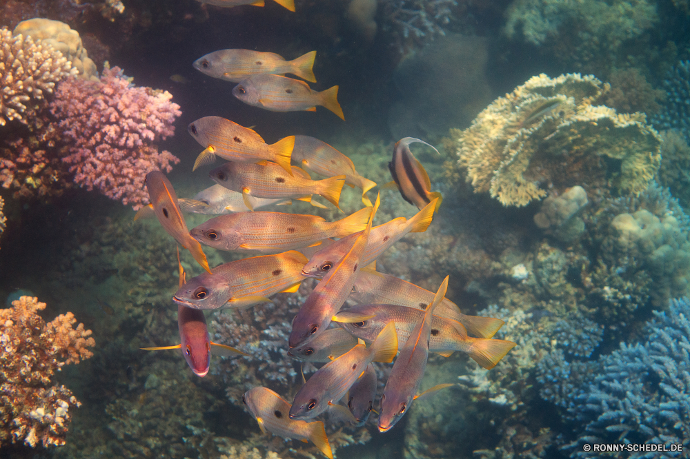 Lahami Bay Fisch Riff Schnapper Unterwasser Koralle Meer Speisefische Ozean Tauchen Tropischer Wasser Marine aquatische Tauchen Coral reef Salzwasser Tauchgang exotische Goldfisch Reisen tief bunte Grat Sonnenlicht Leben Kolonie Schwimmen spiny-finned fish hell Wildtiere Urlaub Fische Sonnenstrahl Aquarium Sonne Tourismus Exploration natürliche Höhe Unterwasser erkunden Entspannung Taucher Tiere Anemone Schnorcheln Strahlen Strahl Farbe Schule klar unter Orte transparente unter Schwimmen seelandschaft welligkeit Blasen Anemonenfisch Meerwasser Sport Scuba diving Erholung nass Tiefe Abenteuer unter Tierwelt Traum Sonnenschein Korallen Schnorchel Wild Türkis geologische formation Reinheit fish reef snapper underwater coral sea food fish ocean diving tropical water marine aquatic scuba coral reef saltwater dive exotic goldfish travel deep colorful ridge sunlight life colony swimming spiny-finned fish bright wildlife vacation fishes sunbeam aquarium sun tourism exploration natural elevation undersea explore relaxation diver animals anemone snorkeling rays ray color school clear below places transparent under swim seascape ripple bubbles anemone fish seawater sport scuba diving recreation wet depth adventure beneath fauna dream sunshine corals snorkel wild turquoise geological formation purity