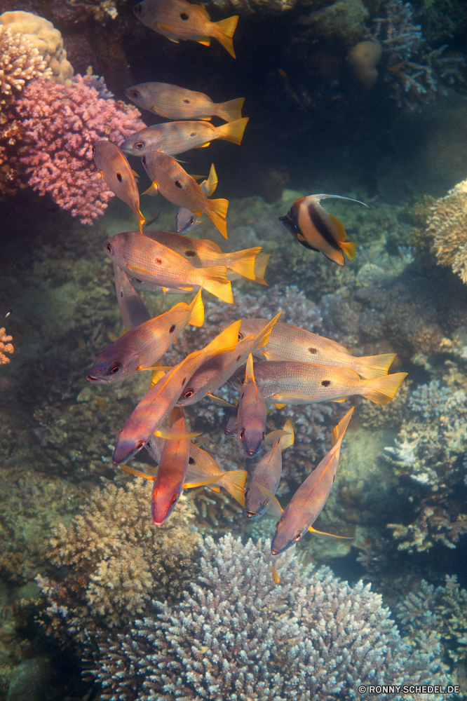 Lahami Bay Schnapper Fisch Speisefische Unterwasser Goldfisch Meer Koralle Riff Wasser Ozean Tropischer Marine Tauchen aquatische Tauchen Salzwasser Tauchgang exotische tief bunte Leben spiny-finned fish Schwimmen Aquarium Reisen Wildtiere Kolonie hell Sonnenlicht Urlaub Exploration Tourismus Fische Tiere Taucher Unterwasser Sonnenstrahl Sonne Schwimmen erkunden Schnorcheln Entspannung Farbe Schule transparente Strahl klar Scuba diving Schnorchel Tiefe seelandschaft welligkeit Orte Tank Strahlen Sport Erholung Anemone Salz Teich Türkis Klima Traum nass unter frisch Wild Flüssigkeit unter Orange Blasen Sonnenschein See snapper fish food fish underwater goldfish sea coral reef water ocean tropical marine diving aquatic scuba saltwater dive exotic deep colorful life spiny-finned fish swimming aquarium travel wildlife colony bright sunlight vacation exploration tourism fishes animals diver undersea sunbeam sun swim explore snorkeling relaxation color school transparent ray clear scuba diving snorkel depth seascape ripple places tank rays sport recreation anemone salt pond turquoise climate dream wet below fresh wild liquid under orange bubbles sunshine lake