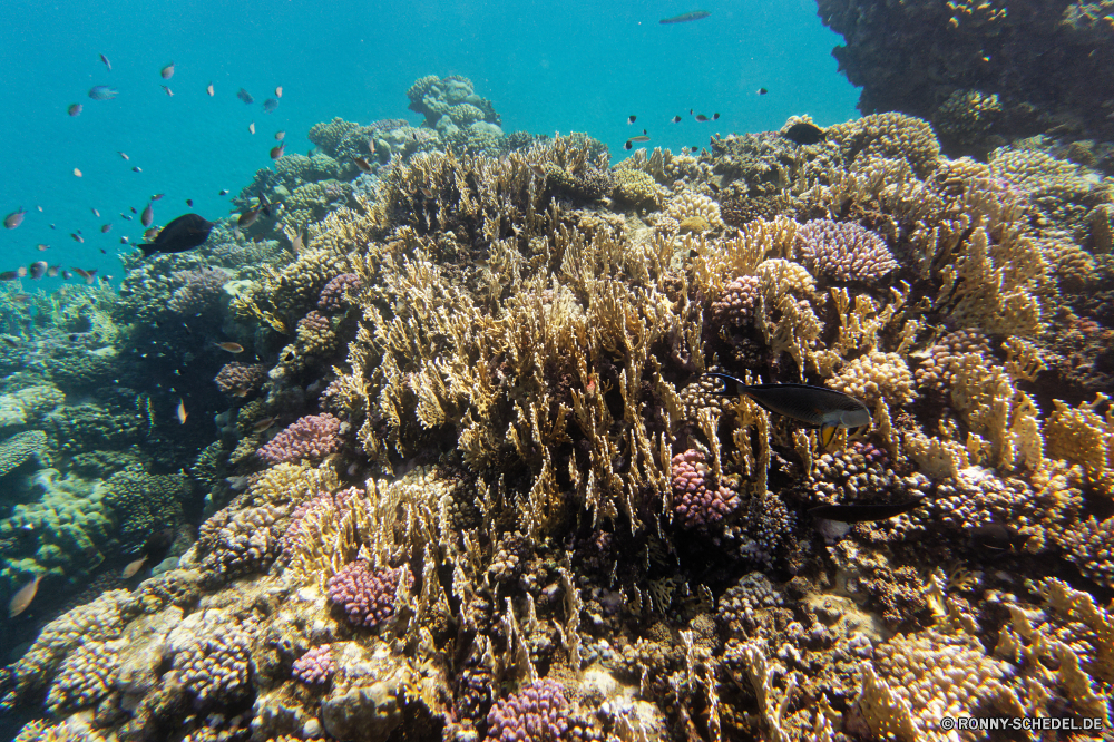 Abu Dabbab Bucht Coral reef Riff Grat Unterwasser Koralle Fisch Meer Ozean Tauchen natürliche Höhe Tropischer Marine Wasser aquatische Tier Tauchgang Salzwasser exotische Tauchen Sonnenlicht Sonne Sonnenstrahl geologische formation Kolonie Reisen bunte Strahlen tief Exploration unter Strahl Urlaub erkunden unter Leben hell Tourismus Entspannung 3D Farbe unter Taucher nass Orte seelandschaft Polyp welligkeit Traum Sonnenschein Unterwasser Tiefe Blasen Schule Licht unter Wasser Fische coelenterate Oberfläche Wirbellose Flüssigkeit Scuba diving Sonnenstrahlen transparente Salz Sommer Schwimmen gelassene Reinheit Ruhe Szenen ins Rollen Wildtiere gerendert klar See frische Luft Aquarium weiche Erholung Kopie Harmonie Urlaub Raum dunkel Anemone Ruhe frisch idyllische Tiere ruhige atmosphärische Wellen hilfst du horizontale Bewegung friedliche coral reef reef ridge underwater coral fish sea ocean diving natural elevation tropical marine water aquatic animal dive saltwater exotic scuba sunlight sun sunbeam geological formation colony travel colorful rays deep exploration below ray vacation explore beneath life bright tourism relaxation 3d color under diver wet places seascape polyp ripple dream sunshine undersea depth bubbles school light submerged fishes coelenterate surface invertebrate liquid scuba diving sunbeams transparent salt summer swimming serene purity calm scenes rolling wildlife rendered clear lake freshness aquarium soft recreation copy harmony holiday space dark anemone tranquility fresh idyllic animals tranquil waves atmospheric inviting horizontal movement peaceful