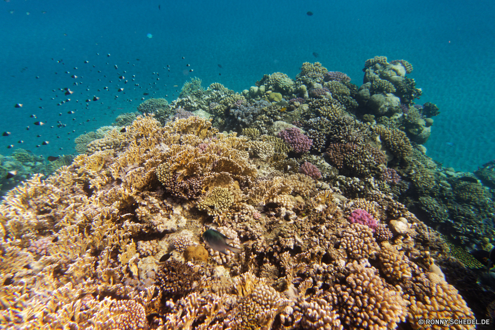 Abu Dabbab Bucht Coral reef Riff Unterwasser Koralle Fisch Meer Grat Ozean Tauchen Tropischer Tier Wasser Marine aquatische natürliche Höhe Polyp Tauchgang Salzwasser coelenterate exotische Tauchen Sonnenlicht Wirbellose Kolonie Sonne Reisen Sonnenstrahl bunte geologische formation tief Exploration Leben Urlaub erkunden Tourismus Strahlen unter Strahl hell unter Farbe Orte seelandschaft Entspannung unter Traum Taucher Unterwasser 3D Blasen Schule nass Wildtiere Tiefe Salz Schwimmen Oberfläche Sommer Licht Scuba diving Fische welligkeit klar Sonnenschein Aquarium unter Wasser Organismus Ruhe weiche Anemone Sonnenstrahlen Szenen ins Rollen gerendert Flüssigkeit gelassene See transparente Kopie Urlaub Raum Klima idyllische horizontale dunkel Tiere Reinheit ruhige atmosphärische Wellen Schnorcheln hilfst du Ruhe Bewegung frische Luft friedliche Erholung coral reef reef underwater coral fish sea ridge ocean diving tropical animal water marine aquatic natural elevation polyp dive saltwater coelenterate exotic scuba sunlight invertebrate colony sun travel sunbeam colorful geological formation deep exploration life vacation explore tourism rays below ray bright beneath color places seascape relaxation under dream diver undersea 3d bubbles school wet wildlife depth salt swimming surface summer light scuba diving fishes ripple clear sunshine aquarium submerged organism calm soft anemone sunbeams scenes rolling rendered liquid serene lake transparent copy holiday space climate idyllic horizontal dark animals purity tranquil waves atmospheric snorkeling inviting tranquility movement freshness peaceful recreation