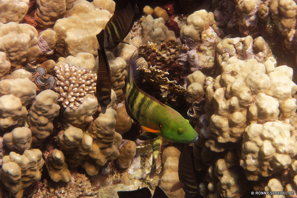 Abu Dabbab Bucht Barnacle Krustentier Wirbellose Gliederfüßer Fisch Tier Meer Mollusk Unterwasser Schneckenart Ozean Riff Marine Koralle Tropischer Wasser Tauchen Salzwasser aquatische exotische Essen Tauchgang Muschelschalen Reisen Pflanze frisch Aal Tauchen bunte Urlaub Wild Fels Leben Obst Tourismus Wildtiere Kolonie Braun erkunden Zutat Exploration Muscheln Orange gesund Schale Schließen Gemüse schwarz im freien Schildkröte Herbst barnacle crustacean invertebrate arthropod fish animal sea mollusk underwater gastropod ocean reef marine coral tropical water diving saltwater aquatic exotic food dive conch travel plant fresh eel scuba colorful vacation wild rock life fruit tourism wildlife colony brown explore ingredient exploration bivalve orange healthy shell close vegetable black outdoor turtle autumn