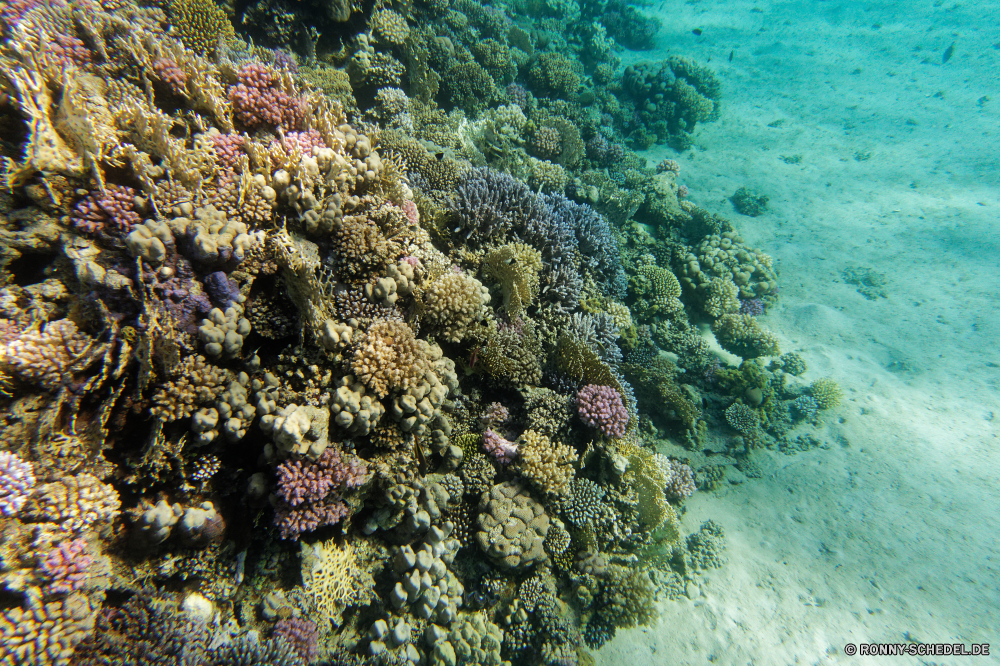 Abu Dabbab Bucht Coral reef Riff Grat Unterwasser Koralle Fisch Meer Ozean Wasser Tropischer Tauchen natürliche Höhe Marine Tier aquatische Tauchgang Salzwasser exotische Tauchen Reisen geologische formation Sonnenlicht Polyp Urlaub Kolonie tief Sonne bunte Sonnenstrahl erkunden coelenterate Exploration Wirbellose Tourismus Strahl Leben hell Strahlen unter Orte unter Taucher Schwimmen Blasen Entspannung Unterwasser unter Farbe Wildtiere Traum Fische seelandschaft nass Tiefe 3D Schnorcheln Schule welligkeit Sonnenschein Sommer Tiere Scuba diving Anemone Aquarium Schwimmen Ruhe unter Wasser Oberfläche klar Urlaub dunkel friedliche Licht Sonnenstrahlen Szenen ins Rollen gerendert gelassene horizontale Sport See ruhige Kopie coral reef reef ridge underwater coral fish sea ocean water tropical diving natural elevation marine animal aquatic dive saltwater exotic scuba travel geological formation sunlight polyp vacation colony deep sun colorful sunbeam explore coelenterate exploration invertebrate tourism ray life bright rays below places under diver swimming bubbles relaxation undersea beneath color wildlife dream fishes seascape wet depth 3d snorkeling school ripple sunshine summer animals scuba diving anemone aquarium swim calm submerged surface clear holiday dark peaceful light sunbeams scenes rolling rendered serene horizontal sport lake tranquil copy