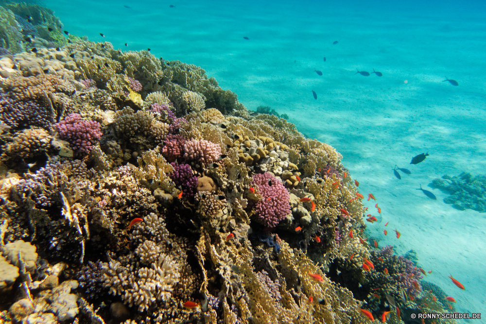 Abu Dabbab Bucht Coral reef Riff Grat Meer natürliche Höhe Ozean Unterwasser Koralle Wasser Fisch Tropischer Tauchen Marine aquatische geologische formation Reisen Salzwasser Tier Sonne Sonnenlicht Tauchgang exotische Urlaub Tauchen Kolonie Sonnenstrahl Küste Tourismus seelandschaft bunte tief Strand hell Fels Küste unter erkunden Exploration Leben Landschaft Sommer Strahlen Strahl unter Urlaub Türkis Entspannung Farbe nass unter Taucher Felsen Sand klar Himmel Welle Licht Insel Ufer Unterwasser 3D Orte Traum Sonnenschein Wellen friedliche Ruhe ruhige Schule Erholung Schwimmen welligkeit Bucht Stein Scuba diving Blasen gelassene Park Szenerie weiche transparente Wildtiere Oberfläche unter Wasser landschaftlich Fische felsigen Salz im freien idyllische Paradies Tiere See Reflexion nationalen coral reef reef ridge sea natural elevation ocean underwater coral water fish tropical diving marine aquatic geological formation travel saltwater animal sun sunlight dive exotic vacation scuba colony sunbeam coast tourism seascape colorful deep beach bright rock coastline below explore exploration life landscape summer rays ray beneath holiday turquoise relaxation color wet under diver rocks sand clear sky wave light island shore undersea 3d places dream sunshine waves peaceful calm tranquil school recreation swimming ripple bay stone scuba diving bubbles serene park scenery soft transparent wildlife surface submerged scenic fishes rocky salt outdoor idyllic paradise animals lake reflection national