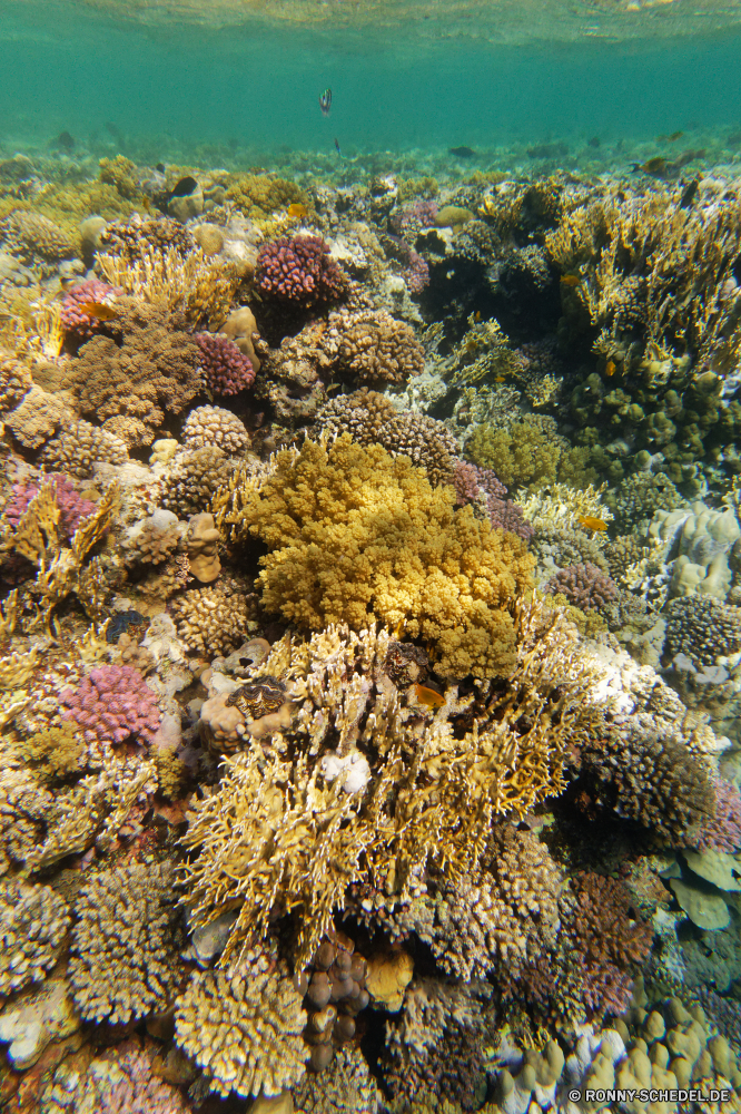 Abu Dabbab Bucht Riff Polyp Unterwasser coelenterate Koralle Tier Fisch Coral reef Meer Wirbellose Ozean Tropischer Marine Tauchen Wasser Salzwasser aquatische exotische Grat Tauchgang Tauchen Kolonie natürliche Höhe Reisen bunte Sonnenlicht tief Urlaub Sonne Tourismus erkunden Sonnenstrahl Exploration Organismus Leben Unterwasser Orte hell Traum unter unter Strahlen seelandschaft Strahl geologische formation Farbe Anemone Blasen Sea urchin Aquarium Entspannung Scuba diving Taucher Schule nass 3D Sommer unter Oberfläche Wildtiere Tiefe Stachelhäuter Licht Salz Schwimmen Park weiche Schnorcheln klar welligkeit Pflanze ruhige harte Korallen unter Wasser Sonnenstrahlen Urlaub Szenen Fels gelassene Sonnenschein Wüste Landschaft Ruhe Kaktus reef polyp underwater coelenterate coral animal fish coral reef sea invertebrate ocean tropical marine diving water saltwater aquatic exotic ridge dive scuba colony natural elevation travel colorful sunlight deep vacation sun tourism explore sunbeam exploration organism life undersea places bright dream beneath below rays seascape ray geological formation color anemone bubbles sea urchin aquarium relaxation scuba diving diver school wet 3d summer under surface wildlife depth echinoderm light salt swimming park soft snorkeling clear ripple plant tranquil hard coral submerged sunbeams holiday scenes rock serene sunshine desert landscape calm cactus