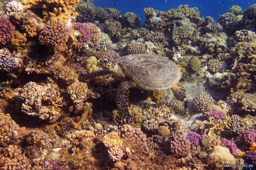 Abu Dabbab Bucht Riff Unterwasser Fisch Koralle Meer Ozean Tropischer Wasser Tauchen Marine Coral reef aquatische Tier Salzwasser Tauchgang exotische Rock-Krabbe Reisen Tauchen Krustentier Wirbellose Grat Krabbe Kolonie Urlaub Sonnenlicht Muscheln bunte Mollusk erkunden Exploration Tourismus natürliche Höhe Venusmuschel Gliederfüßer Leben Barnacle Sonne Sonnenstrahl tief Schildkröte unter Orte Traum Strahlen hell Blasen Strahl Wildtiere Farbe nass Schwimmen seelandschaft Oberfläche Unterwasser unter Entspannung Urlaub unter Wild geologische formation Taucher Tiefe 3D Aquarium Unechte Karettschildkröte Schule Scuba diving Schnorcheln Fische Muschel Strand Aal Tiere Meeresschildkröte Licht harte Korallen klar Fels Sommer welligkeit Abenteuer Sonnenschein friedliche transparente reef underwater fish coral sea ocean tropical water diving marine coral reef aquatic animal saltwater dive exotic rock crab travel scuba crustacean invertebrate ridge crab colony vacation sunlight bivalve colorful mollusk explore exploration tourism natural elevation clam arthropod life barnacle sun sunbeam deep turtle below places dream rays bright bubbles ray wildlife color wet swimming seascape surface undersea beneath relaxation holiday under wild geological formation diver depth 3d aquarium loggerhead school scuba diving snorkeling fishes mussel beach eel animals sea turtle light hard coral clear rock summer ripple adventure sunshine peaceful transparent