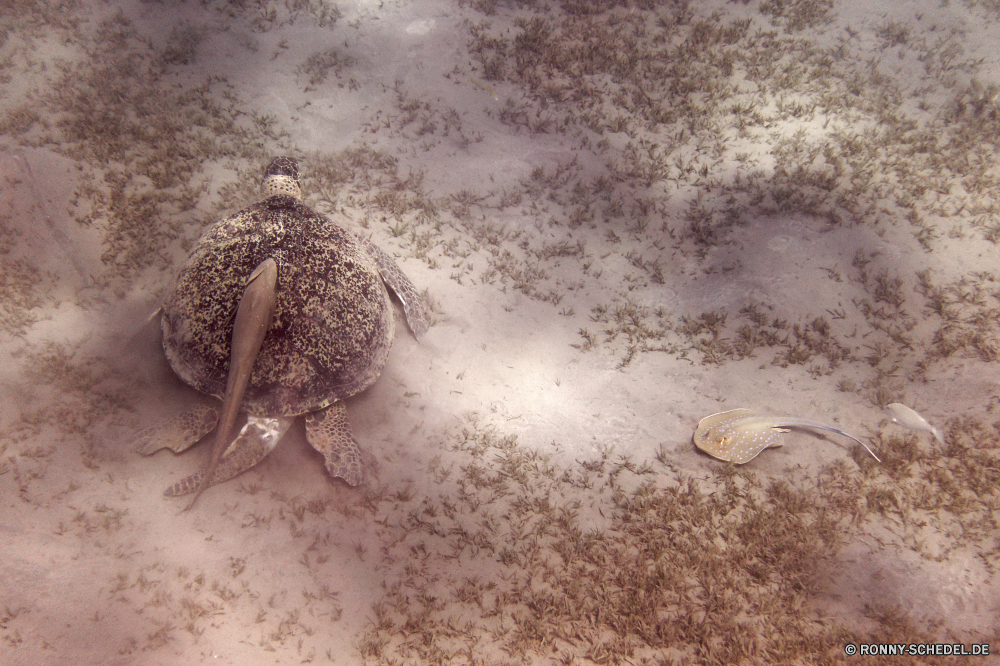 Abu Dabbab Bucht horseshoe crab Gliederfüßer Mistkäfer Sand Wirbellose Strand Käfer Meer Wasser Textur Organismus Gürteltier Sommer Küste Tier Ozean Reisen Wüste Tropischer sandigen Säugetier Landschaft Urlaub natürliche zu Fuß Insekt Ufer Insel Fuß Muster Fußabdruck Urlaub alt Küste trocken Himmel Fußabdrücke Düne Schließen am Meer Braun Drucken Stein im freien im freien Schritt texturierte Schale niemand Paradies heiß Sonne Oberfläche Welle horizontale Form Meeresschildkröte Detail nass Material Bauernhof Tag horseshoe crab arthropod dung beetle sand invertebrate beach beetle sea water texture organism armadillo summer coast animal ocean travel desert tropical sandy mammal landscape vacation natural walk insect shore island foot pattern footprint holiday old coastline dry sky footprints dune close seaside brown print stone outdoor outdoors step textured shell nobody paradise hot sun surface wave horizontal shape sea turtle detail wet material farm day