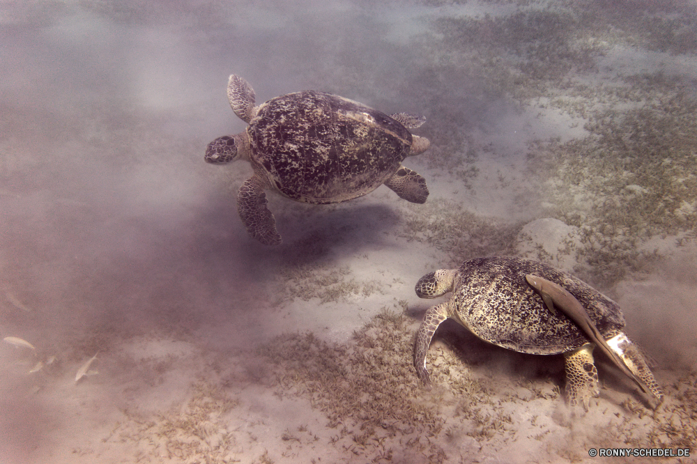 Abu Dabbab Bucht Unechte Karettschildkröte Meeresschildkröte Schildkröte Reptil Wasser Meer Tropischer Wildtiere Schale Strand Sand langsam Ozean Schildkröte aquatische Marine Unterwasser Urlaub Amphibie natürliche Reisen exotische im freien Küste Wild Ufer closeup Fisch im freien Tauchen Sommer Männchen Haustier Insel Tauchen Koralle Riff Kreatur — Urlaub hart nass Schließen Leben Haut Paradies Wüste trocken Tiere Sonne loggerhead sea turtle turtle reptile water sea tropical wildlife shell beach sand slow ocean tortoise aquatic marine underwater vacation amphibian natural travel exotic outdoors coast wild shore closeup fish outdoor diving summer male pet island scuba coral reef creature holiday hard wet close life skin paradise desert dry animals sun