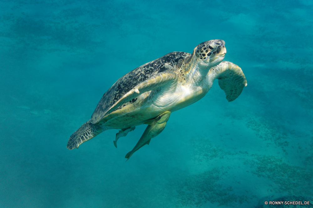 Abu Dabbab Bucht Unechte Karettschildkröte Meeresschildkröte Schildkröte Meer Ozean Unterwasser Wasser Marine Fisch Tauchen Tropischer Riff aquatische Koralle Schwimmen Wildtiere Leben Tauchen Schwimmen Reisen Tauchgang tief Urlaub exotische Wild Reptil Säugetier Schale Sonnenlicht Delphin Salzwasser gefährdet Kreatur — Tourismus Tiere Aquarium nass Licht fliegen Sonne Schließen unter Sommer Strand Urlaub Umgebung Kolonie Zoo klar seelandschaft Vogel Körper des Wassers Schildkröte unter FIN Oberfläche Arten Sonnenstrahl Schwimmbad bunte Entspannung Farbe Taucher Türkis unter Spaß Wellen natürliche Insel friedliche hell loggerhead sea turtle turtle sea ocean underwater water marine fish diving tropical reef aquatic coral swimming wildlife life scuba swim travel dive deep vacation exotic wild reptile mammal shell sunlight dolphin saltwater endangered creature tourism animals aquarium wet light flying sun close below summer beach holiday environment colony zoo clear seascape bird body of water tortoise beneath fin surface species sunbeam pool colorful relaxation color diver turquoise under fun waves natural island peaceful bright