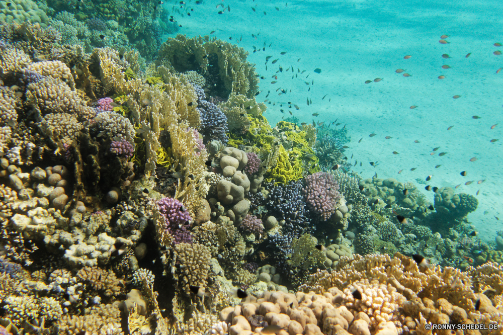 Abu Dabbab Bucht Coral reef Riff Grat Unterwasser Koralle Fisch Meer natürliche Höhe Ozean Tauchen Tropischer Wasser Marine aquatische Salzwasser Tier Tauchgang exotische Tauchen geologische formation Sonnenlicht Reisen Kolonie tief Sonne Urlaub bunte Sonnenstrahl Leben Exploration erkunden Tourismus hell Strahlen unter Taucher Strahl unter Orte Wildtiere Traum Entspannung Farbe unter seelandschaft Scuba diving Unterwasser Schwimmen Blasen Schule nass 3D Tiefe Urlaub Licht klar Fische Salz Oberfläche welligkeit Sonnenschein Anemone Sommer Tiere weiche transparente Schnorcheln Aquarium unter Wasser Szenen Türkis Reinheit Ruhe ruhige coral reef reef ridge underwater coral fish sea natural elevation ocean diving tropical water marine aquatic saltwater animal dive exotic scuba geological formation sunlight travel colony deep sun vacation colorful sunbeam life exploration explore tourism bright rays below diver ray beneath places wildlife dream relaxation color under seascape scuba diving undersea swimming bubbles school wet 3d depth holiday light clear fishes salt surface ripple sunshine anemone summer animals soft transparent snorkeling aquarium submerged scenes turquoise purity calm tranquil