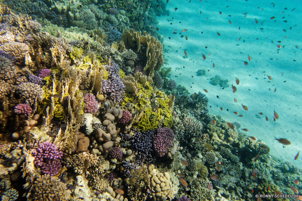 Abu Dabbab Bucht Coral reef Riff Grat Unterwasser Koralle Fisch Meer Ozean Tropischer Tauchen natürliche Höhe Wasser Marine Tier aquatische Tauchgang Salzwasser exotische Tauchen geologische formation Reisen Sonnenlicht Kolonie Sonne Urlaub Leben tief bunte Sonnenstrahl erkunden Tourismus Exploration hell Strahl Strahlen unter Orte Wildtiere Farbe Taucher Unterwasser unter Wirbellose unter Schwimmen seelandschaft Entspannung Traum Polyp Schule nass Blasen klar Scuba diving 3D Sonnenschein Sommer Anemone Aquarium Fische Urlaub Salz welligkeit Tiere coelenterate Licht Tiefe Oberfläche weiche transparente Schnorcheln unter Wasser Flüssigkeit Schwimmen Reinheit Hirnkoralle Ruhe coral reef reef ridge underwater coral fish sea ocean tropical diving natural elevation water marine animal aquatic dive saltwater exotic scuba geological formation travel sunlight colony sun vacation life deep colorful sunbeam explore tourism exploration bright ray rays below places wildlife color diver undersea beneath invertebrate under swimming seascape relaxation dream polyp school wet bubbles clear scuba diving 3d sunshine summer anemone aquarium fishes holiday salt ripple animals coelenterate light depth surface soft transparent snorkeling submerged liquid swim purity brain coral calm