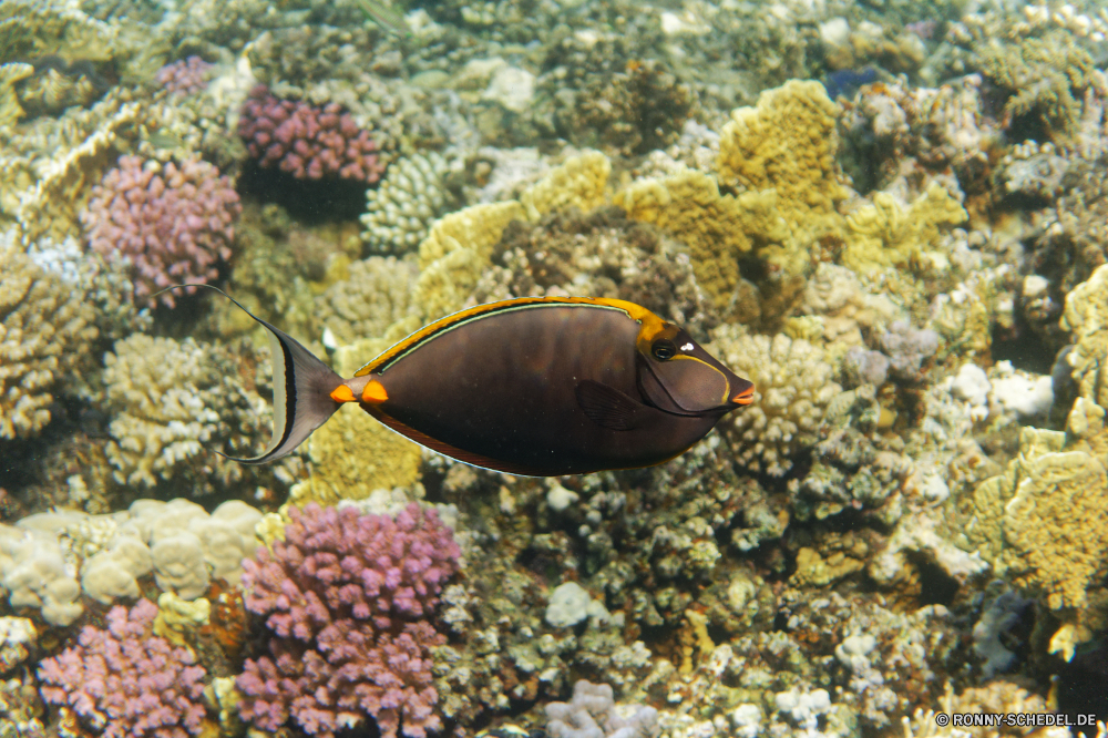 Abu Dabbab Bucht Riff Unterwasser Coral reef Koralle Meer Fisch Ozean Tropischer Marine Wasser Tauchen Anemonenfisch aquatische Tauchgang exotische Grat Salzwasser Tauchen natürliche Höhe Urlaub Kolonie Reisen bunte tief erkunden Tourismus Leben Orte Blasen Traum Exploration Aquarium Unterwasser Wildtiere Sonnenlicht geologische formation Schwimmen hell Wirbellose Polyp Sonnenstrahl Sonne Tiere Anemone Fische Meerwasser Taucher Schnorcheln coelenterate Tierwelt seelandschaft Strahl Entspannung Tiefe Scuba diving unter nass Strahlen unter Tier Farbe Skalar Schule Salz Abenteuer Schnapper unter welligkeit Umwelt- schwarz weiche Schnorchel Schwimmen Sonnenschein Sport reef underwater coral reef coral sea fish ocean tropical marine water diving anemone fish aquatic dive exotic ridge saltwater scuba natural elevation vacation colony travel colorful deep explore tourism life places bubbles dream exploration aquarium undersea wildlife sunlight geological formation swimming bright invertebrate polyp sunbeam sun animals anemone fishes seawater diver snorkeling coelenterate fauna seascape ray relaxation depth scuba diving below wet rays under animal color angelfish school salt adventure snapper beneath ripple environmental black soft snorkel swim sunshine sport