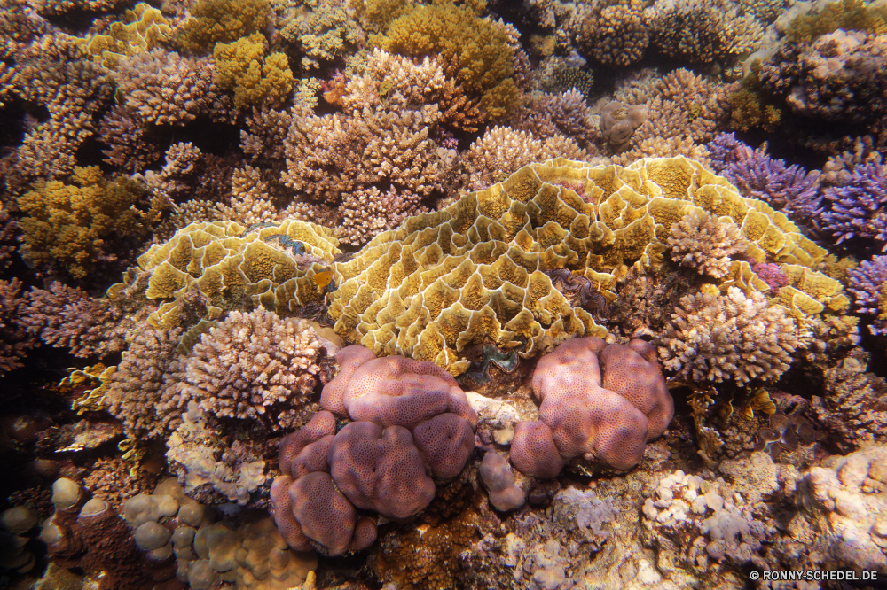 Abu Dabbab Bucht Koralle Riff Unterwasser Fisch Meer Datum Tropischer Pilz Ozean Tier Tauchen Wasser Marine Obst Organismus aquatische exotische Essbare Früchte Tauchgang Samen Tauchen Salzwasser Essen bunte Walnuss zu produzieren edible nut Farbe Reisen Coral reef sea squirt Nut Hen von woods Sonnenlicht tief hell Sonne gelb Leben Saison Pflanze Urlaub Herbst Gewürz Gemüse Braun Kolonie trocken Urlaub Tourismus Aquarium Sommer saisonale Blätter Kastanie Kaktus Schließen Sonnenstrahl Blatt Strahl Orange Kraut fallen Wildtiere Grat Zutat Unterwasser Wirbellose erkunden Exploration getrocknet Strahlen Schwimmen gesund Pfeffer Knoblauch closeup Gold Dekoration Kiefer coral reef underwater fish sea date tropical fungus ocean animal diving water marine fruit organism aquatic exotic edible fruit dive seed scuba saltwater food colorful walnut produce edible nut color travel coral reef sea squirt nut hen-of-the-woods sunlight deep bright sun yellow life season plant vacation autumn spice vegetable brown colony dry holiday tourism aquarium summer seasonal leaves chestnut cactus close sunbeam leaf ray orange herb fall wildlife ridge ingredient undersea invertebrate explore exploration dried rays swimming healthy pepper garlic closeup gold decoration pine