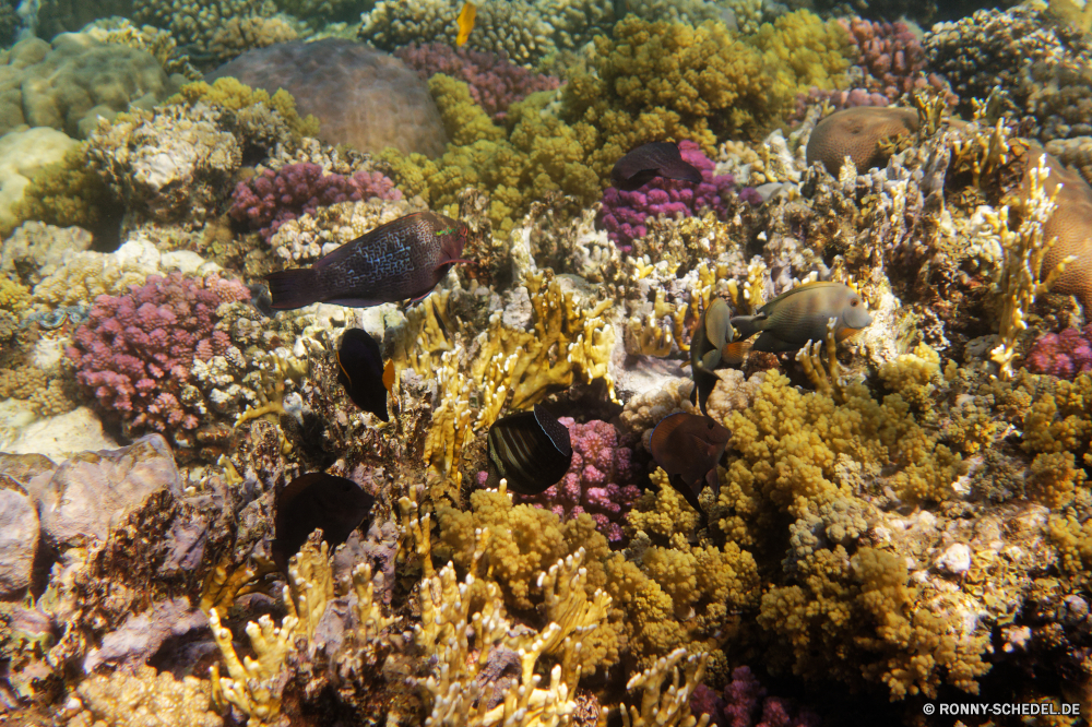 Abu Dabbab Bucht Coral reef Riff Koralle Unterwasser Fisch Meer Grat Ozean Tropischer Wasser Tauchen Marine natürliche Höhe aquatische Tier Salzwasser Tauchgang exotische Tauchen bunte Kolonie Reisen Sonnenlicht geologische formation tief Urlaub Sonne Leben Sonnenstrahl Exploration erkunden Tourismus hell Strahlen Strahl Schwimmen Wirbellose Orte Wildtiere Taucher Unterwasser unter seelandschaft Blasen Aquarium Farbe unter nass Entspannung Traum Anemone unter Fische Polyp Scuba diving Oberfläche welligkeit Hirnkoralle Tiefe Tiere coelenterate Schule Schnorcheln Salz Sonnenschein Licht 3D Sommer Steinkorallen klar Urlaub frisch weiche transparente harte Korallen Flüssigkeit sea squirt coral reef reef coral underwater fish sea ridge ocean tropical water diving marine natural elevation aquatic animal saltwater dive exotic scuba colorful colony travel sunlight geological formation deep vacation sun life sunbeam exploration explore tourism bright rays ray swimming invertebrate places wildlife diver undersea below seascape bubbles aquarium color under wet relaxation dream anemone beneath fishes polyp scuba diving surface ripple brain coral depth animals coelenterate school snorkeling salt sunshine light 3d summer stony coral clear holiday fresh soft transparent hard coral liquid sea squirt