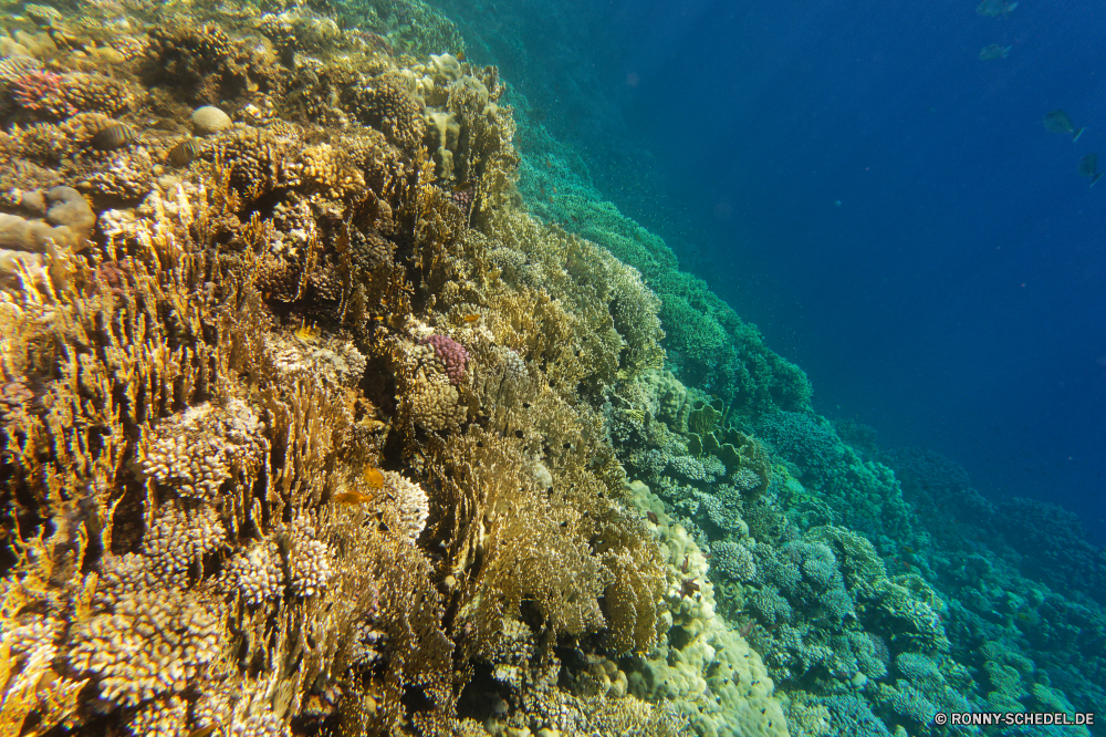 Abu Dabbab Bucht Coral reef Riff Grat Koralle Unterwasser Fisch Meer Ozean natürliche Höhe Tauchen Wasser Tropischer Marine aquatische Tier Salzwasser Tauchen Tauchgang Sonnenlicht exotische geologische formation Sonnenstrahl Sonne Reisen Kolonie Strahlen tief bunte Strahl unter Exploration erkunden Urlaub Leben hell unter Entspannung seelandschaft Tourismus Hirnkoralle unter Farbe 3D Taucher welligkeit nass Unterwasser Sonnenschein Orte Wildtiere Steinkorallen Schule Schwimmen Traum Scuba diving Anemone unter Wasser Tiefe transparente Oberfläche Blasen klar Ruhe Sommer ruhige Sonnenstrahlen Szenen Aquarium Licht Salz Flüssigkeit gelassene See friedliche ins Rollen Ruhe gerendert idyllische Tiere Reinheit horizontale Erholung atmosphärische Wellen Fische hilfst du Kopie Urlaub Harmonie dunkel frische Luft weiche Raum Türkis frisch coral reef reef ridge coral underwater fish sea ocean natural elevation diving water tropical marine aquatic animal saltwater scuba dive sunlight exotic geological formation sunbeam sun travel colony rays deep colorful ray below exploration explore vacation life bright beneath relaxation seascape tourism brain coral under color 3d diver ripple wet undersea sunshine places wildlife stony coral school swimming dream scuba diving anemone submerged depth transparent surface bubbles clear calm summer tranquil sunbeams scenes aquarium light salt liquid serene lake peaceful rolling tranquility rendered idyllic animals purity horizontal recreation waves atmospheric fishes inviting copy holiday harmony dark freshness soft space turquoise fresh