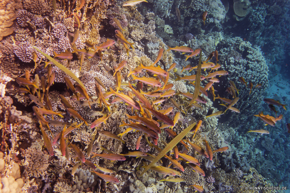 Abu Dabbab Bucht Languste Hummer Fisch Krustentier Meer Unterwasser Ozean Riff Wirbellose Koralle Gliederfüßer Wasser Marine Tauchen Tropischer aquatische Tier Stachelhäuter Oberfläche Tauchen Farbe Textur bunte exotische Coral reef Salzwasser Rau tief Seestern Sonnenstrahl Muster hell Sonnenlicht unter unter Tauchgang Sonne Grunge alt Fels schmutzig Strahlen texturierte sea spider unter Federstern Strahl Gestaltung seelandschaft Verwittert Braun Schließen Entspannung Orange Reisen nass Retro Material Urlaub Ruhe rostige gelassene Grat Licht 3D Tapete ruhige im Alter von unter Wasser Kolonie Tiefe welligkeit Mauer Grunge horizontale Sommer transparente Sonnenstrahlen klar Leben Schwimmen gerendert Schwimmen Stein dunkel Jahrgang Wirkung Metall schwarz Kopie spiny lobster lobster fish crustacean sea underwater ocean reef invertebrate coral arthropod water marine diving tropical aquatic animal echinoderm surface scuba color texture colorful exotic coral reef saltwater rough deep starfish sunbeam pattern bright sunlight beneath below dive sun grunge old rock dirty rays textured sea spider under feather star ray design seascape weathered brown close relaxation orange travel wet retro material vacation tranquility rusty serene ridge light 3d wallpaper tranquil aged submerged colony depth ripple wall grungy horizontal summer transparent sunbeams clear life swim rendered swimming stone dark vintage effect metal black copy