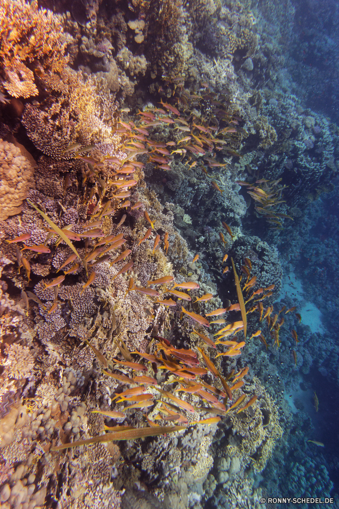 Abu Dabbab Bucht Fisch Unterwasser Meer Koralle Ozean Wasser Tier Tauchen Riff Marine Wirbellose Stachelhäuter Tropischer aquatische Sonne Sonnenlicht Tauchen Salzwasser Sonnenstrahl Reisen Tauchgang exotische Strahlen bunte Federstern Seestern Strahl tief hell unter unter Oberfläche Kolonie Fels Stein Tourismus Farbe unter seelandschaft Taucher Licht Leben 3D Urlaub Exploration Entspannung nass Fluss klar Coral reef transparente welligkeit Park Schiff Salz sea squirt Textur Sonnenschein Muster Wald sea hare Baum nationalen Schiffswrack erkunden Flüssigkeit Mollusk Schule Landschaft Scuba diving unter Wasser Sonnenstrahlen Berg brittle star Schneckenart gelassene frische Luft Reinheit See Wrack ruhige Erholung Wildtiere Kopie Unterwasser Szenen ins Rollen frisch Seeschlange Ruhe Geologie Tiefe Raum Sommer gerendert Schwimmen Felsen Krustentier natürliche Ruhe Gliederfüßer Rau Grat weiche Material Sand Herbst landschaftlich fish underwater sea coral ocean water animal diving reef marine invertebrate echinoderm tropical aquatic sun sunlight scuba saltwater sunbeam travel dive exotic rays colorful feather star starfish ray deep bright beneath below surface colony rock stone tourism color under seascape diver light life 3d vacation exploration relaxation wet river clear coral reef transparent ripple park ship salt sea squirt texture sunshine pattern forest sea hare tree national shipwreck explore liquid mollusk school landscape scuba diving submerged sunbeams mountain brittle star gastropod serene freshness purity lake wreck tranquil recreation wildlife copy undersea scenes rolling fresh sea snake tranquility geology depth space summer rendered swimming rocks crustacean natural calm arthropod rough ridge soft material sand autumn scenic