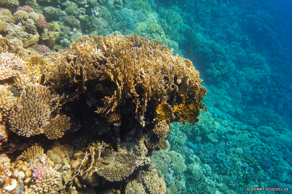 Abu Dabbab Bucht Coral reef Riff Koralle Grat Unterwasser Fisch Meer Ozean Wasser Tropischer natürliche Höhe Marine Tauchen aquatische Tier Tauchgang Tauchen Salzwasser exotische Sonnenlicht geologische formation Sonne Kolonie Reisen Hirnkoralle tief Sonnenstrahl Urlaub bunte Leben Polyp Steinkorallen Strahlen erkunden Exploration Strahl hell seelandschaft Tourismus unter Unterwasser unter unter Taucher coelenterate Farbe Wirbellose Wildtiere Entspannung Orte Aquarium Traum Scuba diving Schule Salz Schwimmen 3D Sommer Anemone nass welligkeit Blasen Sonnenschein klar Licht ruhige Schnorcheln Fische Tiefe Oberfläche Flüssigkeit idyllische friedliche Ruhe weiche unter Wasser Sonnenstrahlen Szenen gelassene See transparente ins Rollen Ruhe Schwimmen gerendert Türkis horizontale dunkel Tiere Urlaub Kopie coral reef reef coral ridge underwater fish sea ocean water tropical natural elevation marine diving aquatic animal dive scuba saltwater exotic sunlight geological formation sun colony travel brain coral deep sunbeam vacation colorful life polyp stony coral rays explore exploration ray bright seascape tourism under undersea beneath below diver coelenterate color invertebrate wildlife relaxation places aquarium dream scuba diving school salt swimming 3d summer anemone wet ripple bubbles sunshine clear light tranquil snorkeling fishes depth surface liquid idyllic peaceful calm soft submerged sunbeams scenes serene lake transparent rolling tranquility swim rendered turquoise horizontal dark animals holiday copy