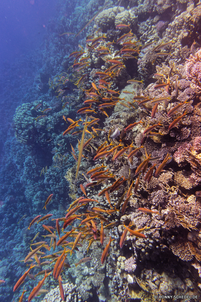 Abu Dabbab Bucht Federstern Stachelhäuter Unterwasser Fisch Koralle Tier Riff Meer Wirbellose Ozean Marine Tauchen aquatische Tropischer Wasser Salzwasser Tauchen Sonne exotische Coral reef Sonnenlicht Sonnenstrahl Tauchgang bunte hell Strahlen Strahl tief Reisen Kolonie nass Grat unter unter Exploration welligkeit Entspannung Sonnenschein Flüssigkeit Urlaub erkunden Tourismus Farbe seelandschaft Anemone transparente unter Leben natürliche Höhe 3D Salz Oberfläche Erholung Reinheit Licht Taucher frische Luft Schule Orte klar Fels Harmonie Wildtiere Unterwasser unter Wasser Aquarium Ruhe Schwimmen Traum frisch gelassene Orange See weiche harte Korallen Sonnenstrahlen Tiefe Blasen Park ruhige Seegurke Seeanemone Sommer feather star echinoderm underwater fish coral animal reef sea invertebrate ocean marine diving aquatic tropical water saltwater scuba sun exotic coral reef sunlight sunbeam dive colorful bright rays ray deep travel colony wet ridge beneath below exploration ripple relaxation sunshine liquid vacation explore tourism color seascape anemone transparent under life natural elevation 3d salt surface recreation purity light diver freshness school places clear rock harmony wildlife undersea submerged aquarium tranquility swimming dream fresh serene orange lake soft hard coral sunbeams depth bubbles park tranquil sea cucumber sea anemone summer