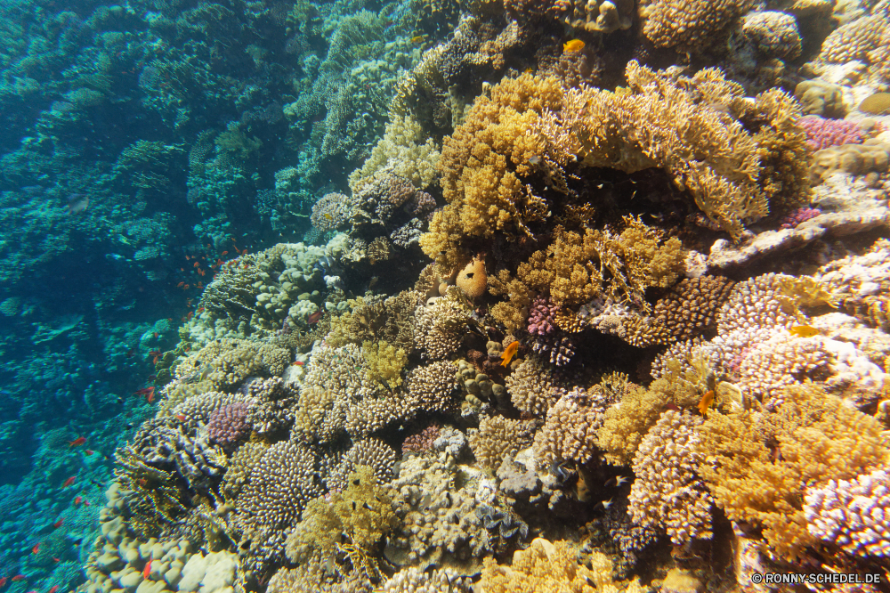 Abu Dabbab Bucht Coral reef Riff Grat Unterwasser Koralle Fisch Meer Ozean natürliche Höhe Tropischer Tauchen Marine Wasser Tier aquatische Salzwasser Tauchgang exotische Tauchen geologische formation Kolonie Sonnenlicht Reisen Urlaub tief bunte Sonne Exploration Sonnenstrahl erkunden Tourismus Leben Polyp Strahlen Strahl Orte hell Traum Unterwasser unter coelenterate Farbe unter seelandschaft Blasen Wildtiere Entspannung Wirbellose Taucher unter Schwimmen Scuba diving nass 3D Anemone Aquarium Schule Tiefe Oberfläche Sommer Salz welligkeit klar Sonnenschein Licht Fische Tiere ruhige weiche transparente unter Wasser Schnorcheln Szenen Urlaub Ruhe Sonnenstrahlen ins Rollen Flüssigkeit gerendert Klima gelassene horizontale idyllische Reinheit See Erholung Kopie coral reef reef ridge underwater coral fish sea ocean natural elevation tropical diving marine water animal aquatic saltwater dive exotic scuba geological formation colony sunlight travel vacation deep colorful sun exploration sunbeam explore tourism life polyp rays ray places bright dream undersea below coelenterate color beneath seascape bubbles wildlife relaxation invertebrate diver under swimming scuba diving wet 3d anemone aquarium school depth surface summer salt ripple clear sunshine light fishes animals tranquil soft transparent submerged snorkeling scenes holiday calm sunbeams rolling liquid rendered climate serene horizontal idyllic purity lake recreation copy