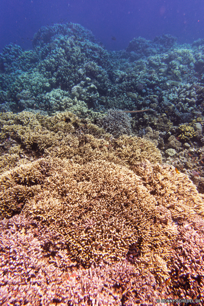 Abu Dabbab Bucht vascular plant Kraut Riff Pflanze Meer Koralle Unterwasser Tier Fisch Ozean Wasser Tropischer Meerkohl Strauch Marine woody plant Reisen aquatische Coral reef Wirbellose Salzwasser Tauchgang exotische Fels Urlaub Baum bunte Landschaft Sonnenlicht Tauchen Tourismus Stein Kolonie Sea urchin sheep plant Sonne Grat natürliche Textur Tauchen Himmel erkunden Exploration Organismus Stachelhäuter Oberfläche Farbe Polyp Saison Traum Sommer Leben Orte im freien Herbst Sand klar Wild tief coelenterate hell im freien Park Berg Entwicklung des ländlichen Wald closeup Sonnenstrahl Licht Blasen natürliche Höhe Bäume Unterwasser Urlaub Strahlen Barnacle ruhige Gewürz Blume saisonale vascular plant herb reef plant sea coral underwater animal fish ocean water tropical sea kale shrub marine woody plant travel aquatic coral reef invertebrate saltwater dive exotic rock vacation tree colorful landscape sunlight diving tourism stone colony sea urchin sheep plant sun ridge natural texture scuba sky explore exploration organism echinoderm surface color polyp season dream summer life places outdoors autumn sand clear wild deep coelenterate bright outdoor park mountain rural forest closeup sunbeam light bubbles natural elevation trees undersea holiday rays barnacle tranquil spice flower seasonal