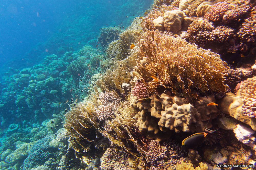 Abu Dabbab Bucht Coral reef Riff Grat Koralle Unterwasser Fisch Meer Ozean Tauchen natürliche Höhe Tropischer Wasser Marine aquatische Tier Salzwasser Tauchgang Tauchen exotische Sonnenlicht geologische formation Sonnenstrahl Sonne Kolonie Reisen tief bunte Exploration Urlaub erkunden Leben Strahlen unter Strahl unter hell Tourismus Entspannung unter Unterwasser Farbe Orte Taucher 3D seelandschaft Traum Schwimmen nass Blasen Wildtiere welligkeit Polyp Sonnenschein Scuba diving Fische Tiefe Schule Salz Licht Anemone unter Wasser Ruhe Sommer Sonnenstrahlen Aquarium Oberfläche Wirbellose coelenterate klar gelassene weiche Szenen ins Rollen gerendert Flüssigkeit Urlaub Tiere See transparente Kopie Ruhe Hirnkoralle idyllische dunkel Reinheit friedliche ruhige Erholung atmosphärische Wellen Schnorcheln hilfst du Raum Klima horizontale Bewegung Harmonie frische Luft coral reef reef ridge coral underwater fish sea ocean diving natural elevation tropical water marine aquatic animal saltwater dive scuba exotic sunlight geological formation sunbeam sun colony travel deep colorful exploration vacation explore life rays below ray beneath bright tourism relaxation under undersea color places diver 3d seascape dream swimming wet bubbles wildlife ripple polyp sunshine scuba diving fishes depth school salt light anemone submerged calm summer sunbeams aquarium surface invertebrate coelenterate clear serene soft scenes rolling rendered liquid holiday animals lake transparent copy tranquility brain coral idyllic dark purity peaceful tranquil recreation waves atmospheric snorkeling inviting space climate horizontal movement harmony freshness