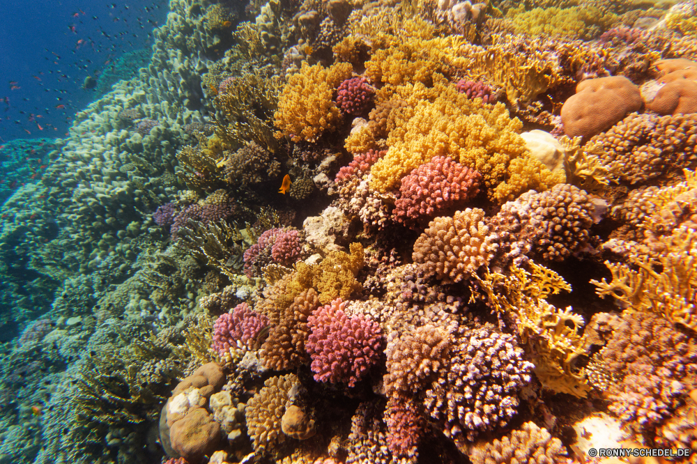 Abu Dabbab Bucht Riff Polyp Coral reef coelenterate Tier Koralle Unterwasser Fisch Meer Wirbellose Ozean Tropischer Marine Wasser Tauchen Grat aquatische exotische Salzwasser Tauchgang Tauchen bunte Reisen natürliche Höhe Sonnenlicht Kolonie Sonne Tourismus Urlaub tief Farbe Organismus Sonnenstrahl Kaktus erkunden Leben Exploration hell Unterwasser Pflanze Datum seelandschaft geologische formation unter unter Sommer Fels Aquarium Traum Orte Strahlen Strahl Licht Schule Taucher Landschaft Salz klar Blasen 3D gelb Entspannung weiche Wildtiere Anemone Schwimmen nass Oberfläche Scuba diving Urlaub Szene unter Stein Wüste Park natürliche Ruhe ruhige Herbst Himmel Saison Blatt Blätter reef polyp coral reef coelenterate animal coral underwater fish sea invertebrate ocean tropical marine water diving ridge aquatic exotic saltwater dive scuba colorful travel natural elevation sunlight colony sun tourism vacation deep color organism sunbeam cactus explore life exploration bright undersea plant date seascape geological formation beneath below summer rock aquarium dream places rays ray light school diver landscape salt clear bubbles 3d yellow relaxation soft wildlife anemone swimming wet surface scuba diving holiday scene under stone desert park natural calm tranquil autumn sky season leaf leaves