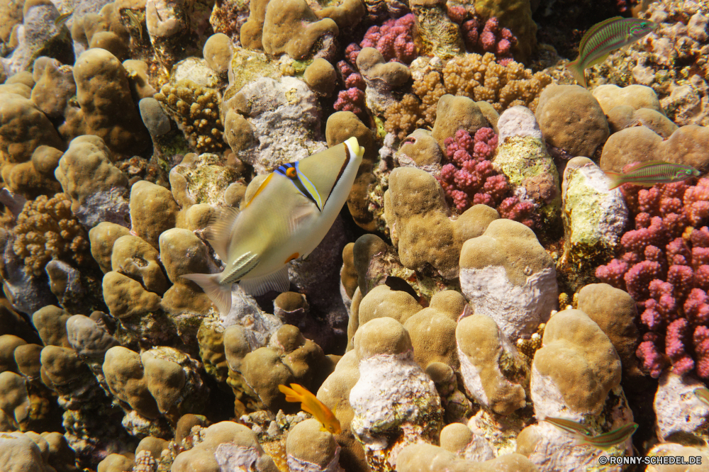 Abu Dabbab Bucht Schneckenart Mollusk Muschelschalen Wirbellose Tier Meer Stachelige Birne Ozean Marine Unterwasser Tropischer Essbare Früchte Koralle Obst Riff Fisch Essen aquatische Knoblauch Wasser bunte Barnacle exotische Salzwasser Tauchgang Krustentier zu produzieren Pflanze Schließen Urlaub Reisen Tauchen Kaktus natürliche Gliederfüßer Kolonie Textur erkunden Urlaub closeup trocken Tourismus Schale Farbe Zutat Saison Tauchen frisch Gewürz Exploration Oberfläche Sommer gesund Gemüse Küste Detail Braun Fels Blume Korn Pfeffer Muster Sammlung Sonne gelb Kraut Kochen Schalen Orte Leben schwarz Muttern getrocknet Traum Dekoration hell Herbst gastropod mollusk conch invertebrate animal sea prickly pear ocean marine underwater tropical edible fruit coral fruit reef fish food aquatic garlic water colorful barnacle exotic saltwater dive crustacean produce plant close vacation travel diving cactus natural arthropod colony texture explore holiday closeup dry tourism shell color ingredient season scuba fresh spice exploration surface summer healthy vegetable coast detail brown rock flower grain pepper pattern collection sun yellow herb cooking shells places life black nuts dried dream decoration bright autumn