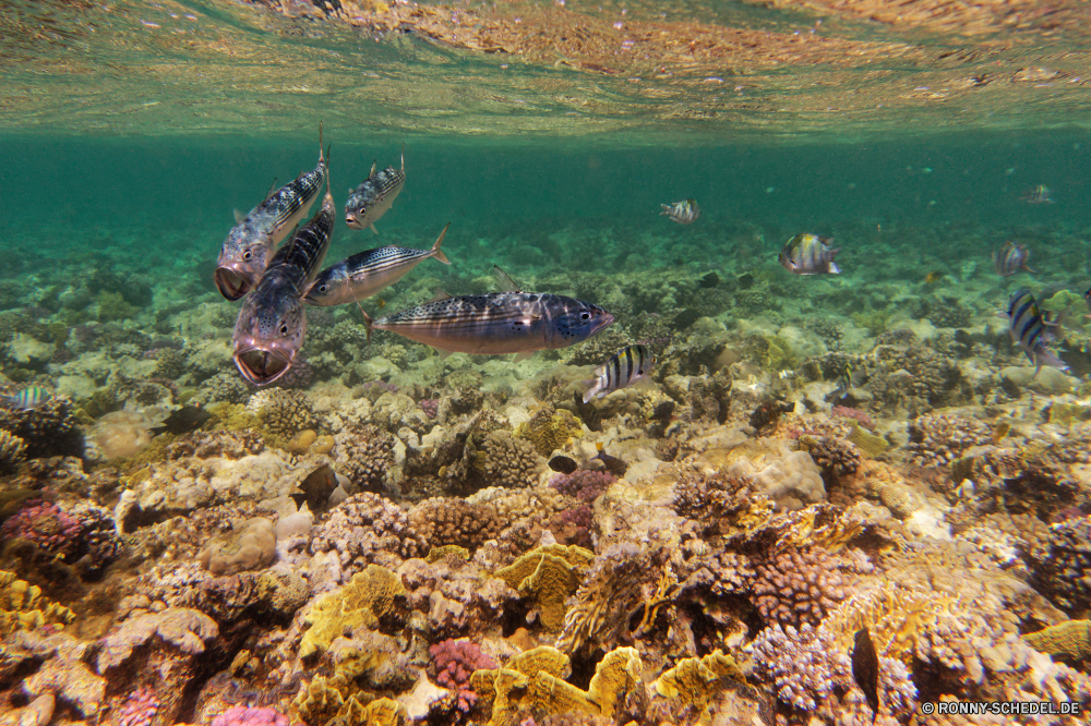 Abu Dabbab Bucht Meer Ozean Wasser Unterwasser Fisch Koralle Riff Marine Tropischer Gliederfüßer Tauchgang aquatische Krustentier Reisen Wirbellose exotische Tauchen Sonne Languste Urlaub Tauchen Salzwasser Krebse bunte Küste Sommer Kolonie Fels Ufer Hummer Strand tief Sonnenlicht unter Schiff Tourismus unter Landschaft Sonnenstrahl Tier Wild erkunden Exploration Wildtiere Sand Park Licht Wrack Himmel Insel Urlaub im freien Schiff seelandschaft 3D Stein See nationalen Farbe Felsen Wellen Berge Umgebung Schneckenart Insekt hell klar Mollusk Leben Welle Baum Wolken Traum Entspannung friedliche Fluss Berg Szenerie Schlange Gras sea ocean water underwater fish coral reef marine tropical arthropod dive aquatic crustacean travel invertebrate exotic diving sun spiny lobster vacation scuba saltwater crayfish colorful coast summer colony rock shore lobster beach deep sunlight below ship tourism beneath landscape sunbeam animal wild explore exploration wildlife sand park light wreck sky island holiday outdoors vessel seascape 3d stone lake national color rocks waves mountains environment gastropod insect bright clear mollusk life wave tree clouds dream relaxation peaceful river mountain scenery snake grass