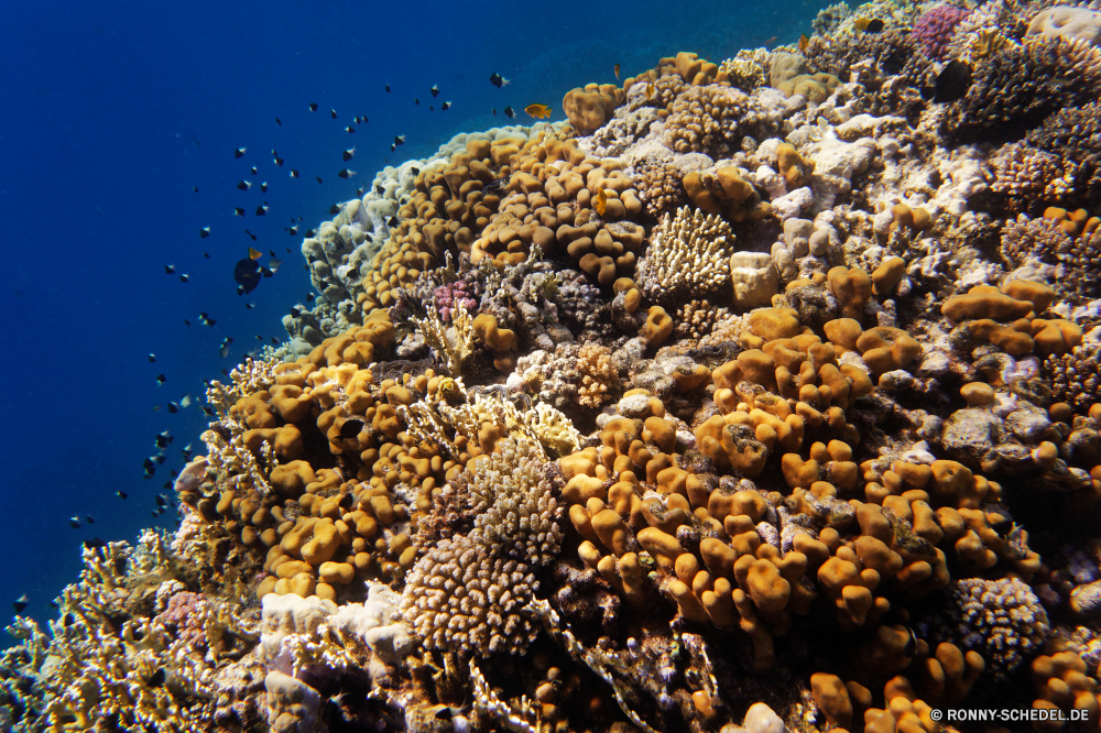 Abu Dabbab Bucht Barnacle Krustentier Gliederfüßer Wirbellose Tier Meer Koralle Unterwasser Fisch Ozean Tropischer Wasser Riff Marine aquatische exotische Salzwasser Tauchgang Tauchen Reisen Pflanze Urlaub Sonnenlicht Sonne Kolonie Fels bunte trocken Farbe Tourismus Schließen getrocknet Kraut Tauchen Exploration Kräuter Gewürz Landschaft Baum erkunden closeup natürliche Pfeffer Tunnel Sonnenstrahl Essen im freien Sand tief Traum Leben Stein Kaktus Textur Detail Orte Urlaub Saison Blasen Blume Wüste Durchgang Himmel gelb Medizin Zutat Unterwasser Kiefer hell Kochen klar Wald Württemberg Sommer Strahlen Geschmack gesund Schnee schwarz Flora Blätter barnacle crustacean arthropod invertebrate animal sea coral underwater fish ocean tropical water reef marine aquatic exotic saltwater dive diving travel plant vacation sunlight sun colony rock colorful dry color tourism close dried herb scuba exploration herbs spice landscape tree explore closeup natural pepper tunnel sunbeam food outdoors sand deep dream life stone cactus texture detail places holiday season bubbles flower desert passageway sky yellow medicine ingredient undersea pine bright cooking clear forest seasoning summer rays flavor healthy snow black flora leaves