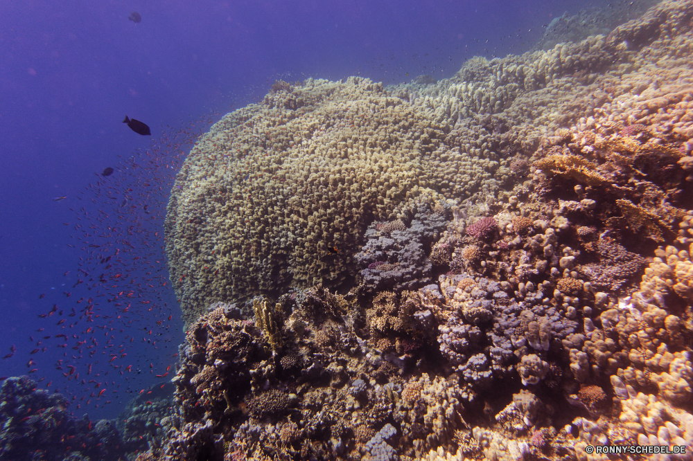 Abu Dabbab Bucht Koralle Berg Landschaft Reisen Meer Fels Riff Ozean Hirnkoralle Unterwasser Fisch Wasser Stein Tourismus Himmel Urlaub Berge Tropischer landschaftlich Steinkorallen Hügel Knoll Marine Kaktus Schlucht im freien Szenerie Salzwasser aquatische im freien Tauchgang Klippe exotische Sommer nationalen Pflanze Felsen Baum Tauchen Wüste Sonne Sonnenlicht Coral reef Kolonie Tauchen Sand Wolken Panorama Park bunte Schloss geologische formation erkunden Sonnenstrahl Wald Wildnis Tier Exploration felsigen Grat Tal Wolke natürliche Höhe Linie Wandern seelandschaft Abenteuer Strahl Licht Steigung unter unter Schnee Spitze hoch Wetter sonnig Süden Ruhe natürliche Strand Szenen Orte Tag Südwesten Szene Farbe Strahlen Blasen Traum Tourist trocken Umgebung See Insel friedliche Wahrzeichen Horizont Küste Urlaub Bäume coral mountain landscape travel sea rock reef ocean brain coral underwater fish water stone tourism sky vacation mountains tropical scenic stony coral hill knoll marine cactus canyon outdoor scenery saltwater aquatic outdoors dive cliff exotic summer national plant rocks tree diving desert sun sunlight coral reef colony scuba sand clouds panorama park colorful castle geological formation explore sunbeam forest wilderness animal exploration rocky ridge valley cloud natural elevation line hiking seascape adventure ray light slope beneath below snow peak high weather sunny south calm natural beach scenes places day southwest scene color rays bubbles dream tourist dry environment lake island peaceful landmark horizon coast holiday trees