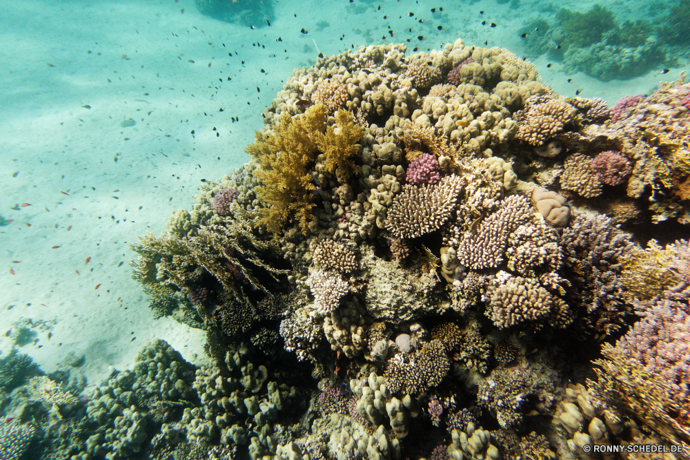 Abu Dabbab Bucht Coral reef Riff Grat Koralle Unterwasser Fisch Meer Ozean natürliche Höhe Tropischer Tauchen Marine Wasser aquatische Tier Salzwasser Tauchgang exotische Tauchen geologische formation Kolonie Sonnenlicht Reisen Urlaub tief Sonne bunte Exploration erkunden Sonnenstrahl Tourismus Leben hell Strahlen Orte Traum Unterwasser Strahl seelandschaft Entspannung unter unter Farbe unter Blasen Taucher Wildtiere Scuba diving Anemone Fische Salz Schwimmen 3D Aquarium Schule Sommer Oberfläche klar nass Licht Tiefe Wirbellose welligkeit Sonnenschein Urlaub weiche unter Wasser Schnorcheln Szenen Ruhe ruhige Hirnkoralle Sonnenstrahlen ins Rollen gerendert Türkis Abenteuer gelassene Tiere Polyp See transparente Kopie coral reef reef ridge coral underwater fish sea ocean natural elevation tropical diving marine water aquatic animal saltwater dive exotic scuba geological formation colony sunlight travel vacation deep sun colorful exploration explore sunbeam tourism life bright rays places dream undersea ray seascape relaxation beneath below color under bubbles diver wildlife scuba diving anemone fishes salt swimming 3d aquarium school summer surface clear wet light depth invertebrate ripple sunshine holiday soft submerged snorkeling scenes calm tranquil brain coral sunbeams rolling rendered turquoise adventure serene animals polyp lake transparent copy