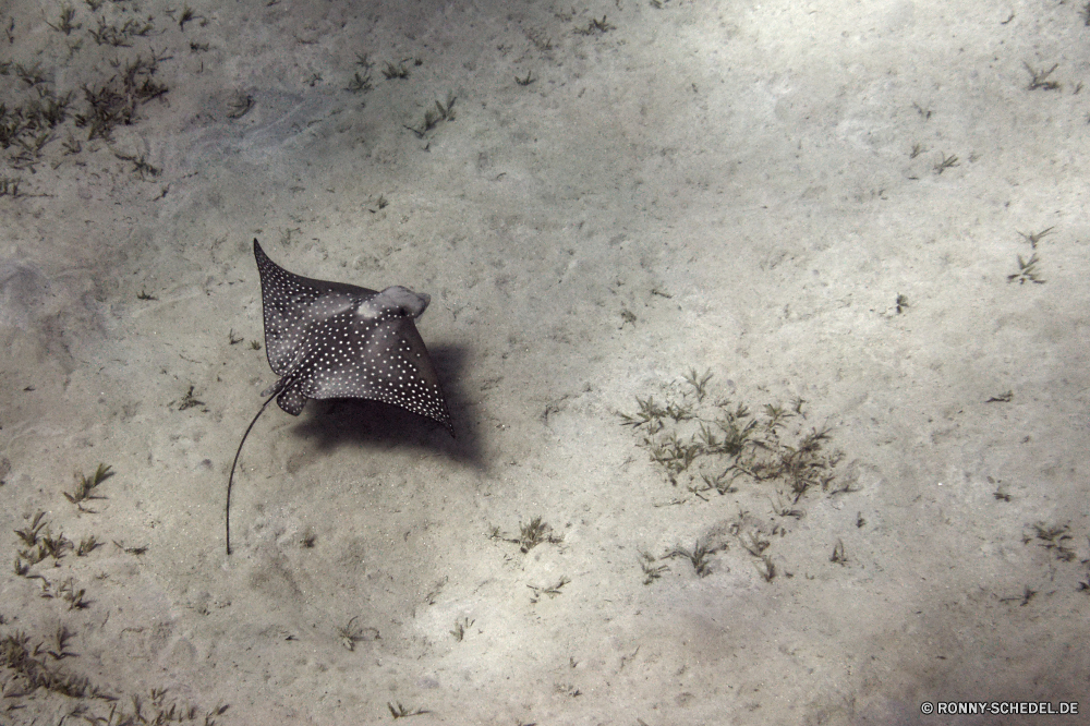 Abu Dabbab Bucht Stechrochen Strahl Fisch Sand Strand Meer Ozean Wasser Urlaub Muschelschalen Schneckenart Tropischer Schale Mollusk Wirbellose Reisen Zitterrochen Sommer Küste Urlaub Seestern Ufer Schnecke aquatische Textur Marine Unterwasser closeup Braun Sterne langsam Saison im freien Tourismus Riff Schließen Sonne am Meer eine sandigen hell Paradies Küste Sonnenschein Stachelhäuter Insel Muster exotische gelb bunte Schnecke Koralle Tauchen Welle einsam Himmel Garten dekorative Gold friedliche entspannende ruhige schwarz niedlich nass landschaftlich stingray ray fish sand beach sea ocean water vacation conch gastropod tropical shell mollusk invertebrate travel electric ray summer coast holiday starfish shore snail aquatic texture marine underwater closeup brown star slow season outdoor tourism reef close sun seaside one sandy bright paradise coastline sunshine echinoderm island pattern exotic yellow colorful slug coral diving wave lonely sky garden decorative gold peaceful relaxing tranquil black cute wet scenic