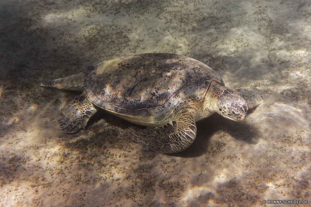 Abu Dabbab Bucht Meeresschildkröte Schildkröte Unechte Karettschildkröte Reptil Schale langsam Schildkröte Wildtiere Wild Wasser Meer Amphibie Haustier aquatische Tropischer Unterwasser Ozean Marine hart Kreatur — Zoo Schutz Skala Sumpfschildkröte niedlich Fisch Tauchen Gras Schwimmen Schließen Kopf gefährdet Fuß alt exotische Schildkröten Arten Auge Braun closeup Park Koralle Riff Teich Haustiere Schwimmen Leben Tiere Persistenz Crawl Tauchen Riese Tauchgang Bewegung Reisen Carapax pflanzenfressenden Reptilien Ausdauer Biologie trocken Urlaub Zurück sea turtle turtle loggerhead reptile shell slow tortoise wildlife wild water sea amphibian pet aquatic tropical underwater ocean marine hard creature zoo protection scale terrapin cute fish diving grass swim close head endangered walking old exotic turtles species eye brown closeup park coral reef pond pets swimming life animals persistence crawl scuba giant dive motion travel carapace herbivorous reptiles endurance biology dry vacation back