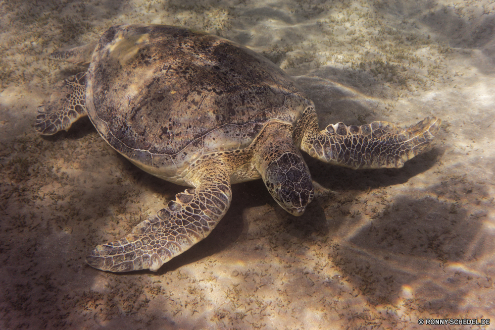 Abu Dabbab Bucht Unechte Karettschildkröte Meeresschildkröte Schildkröte Meer Wasser Reptil Ozean Tropischer Schale Wildtiere Sand Strand Marine Reisen Wild langsam aquatische Unterwasser Urlaub Schildkröte Küste Tauchen exotische Fisch Fels Welle Riff Koralle Sommer im freien Küste Kopf Schließen Ufer Tauchen gefährdet Arten Tourismus hart Braun Seestern Sonne Kreatur — Schwimmen gefährliche Leben natürliche Wüste Amphibie Zoo Teich niemand Entspannung trocken Tiere Umgebung closeup Urlaub Riese Tauchgang Stein Wellen Park Haustier Insel Schutz Gefahr bunte Sonnenlicht Himmel loggerhead sea turtle turtle sea water reptile ocean tropical shell wildlife sand beach marine travel wild slow aquatic underwater vacation tortoise coast diving exotic fish rock wave reef coral summer outdoor coastline head close shore scuba endangered species tourism hard brown starfish sun creature swimming dangerous life natural desert amphibian zoo pond nobody relaxation dry animals environment closeup holiday giant dive stone waves park pet island protection danger colorful sunlight sky