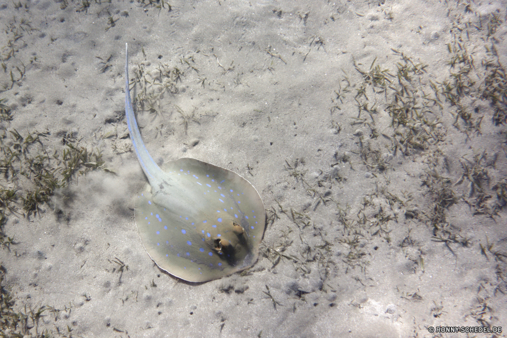 Abu Dabbab Bucht coelenterate Wirbellose Tier Sand Meer Wasser Ozean Strand Urlaub Ufer Tropischer Küste Reisen Fisch Sommer Qualle Urlaub Schale Marine Küste Schließen Unterwasser Textur Landschaft sandigen Strahl Insel exotische Saison nass Stechrochen Welle natürliche Resort im freien kalt Leben Paradies Farbe Eis Muster closeup texturierte Flüssigkeit Wolken Entspannen Sie sich Drucken Blase im freien Tourismus gelb Essen Straße horseshoe crab landschaftlich coelenterate invertebrate animal sand sea water ocean beach vacation shore tropical coast travel fish summer jellyfish holiday shell marine coastline close underwater texture landscape sandy ray island exotic season wet stingray wave natural resort outdoor cold life paradise color ice pattern closeup textured liquid clouds relax print bubble outdoors tourism yellow food road horseshoe crab scenic