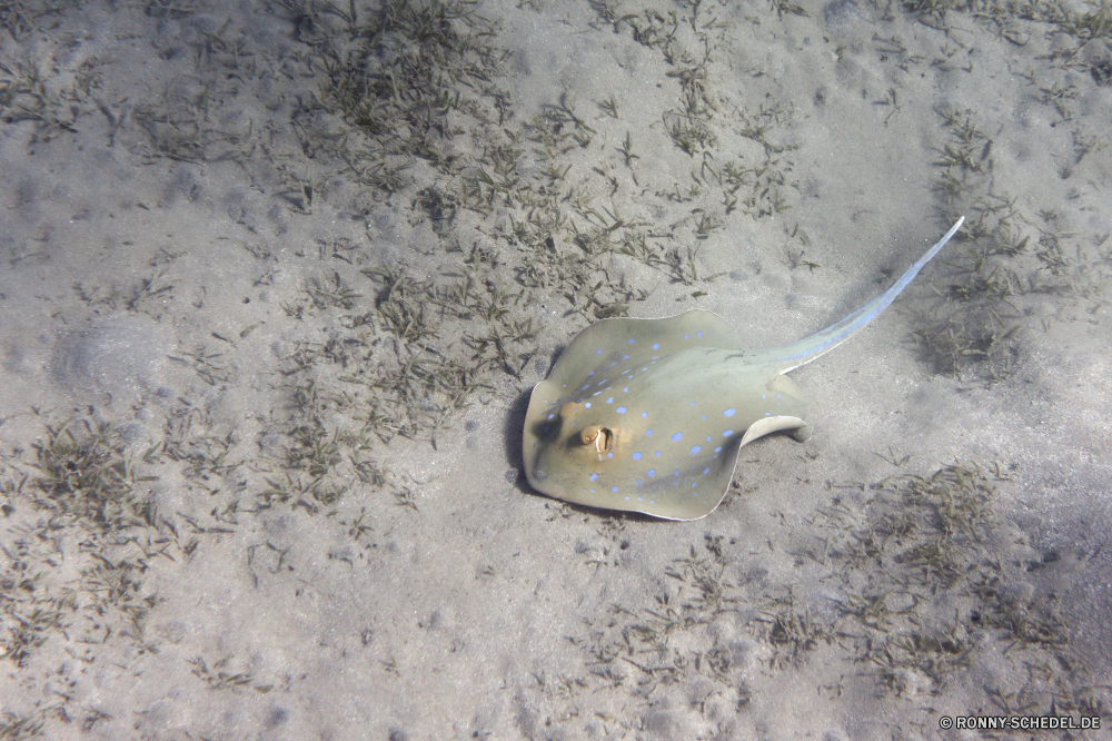 Abu Dabbab Bucht Stechrochen Strahl Fisch Meer Ozean Wasser Sand Strand Marine Unterwasser Wildtiere aquatische Tropischer Leben Urlaub Reisen Schließen Küste Zitterrochen Ufer Tiere Säugetier Riff Siegel Tauchgang Säugetiere im freien Schwimmen Farbe Wild Aquarium Tauchen Schale Insel Landschaft Koralle niedlich exotische Gefahr Delphin Tauchen Sommer tief Blasen Felsen Urlaub nass stingray ray fish sea ocean water sand beach marine underwater wildlife aquatic tropical life vacation travel close coast electric ray shore animals mammal reef seal dive mammals outdoor swim color wild aquarium diving shell island landscape coral cute exotic danger dolphin scuba summer deep bubbles rocks holiday wet