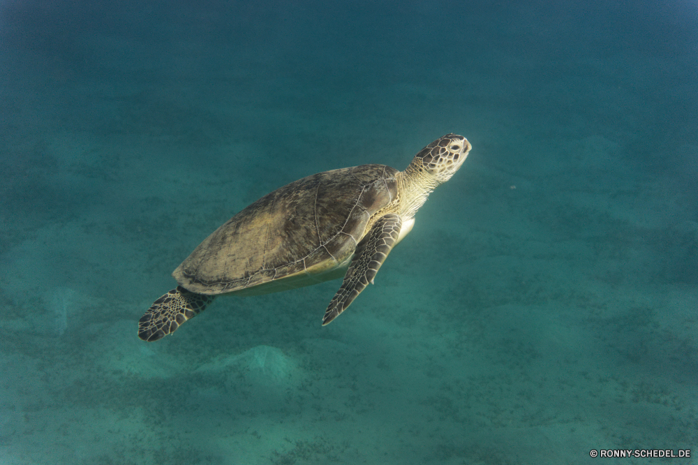 Abu Dabbab Bucht Meeresschildkröte Schildkröte Unechte Karettschildkröte Reptil Wildtiere Schale Wasser Schildkröte langsam Meer Ozean Tropischer Unterwasser aquatische Marine Fisch Tauchen Wild Amphibie Sumpfschildkröte Haustier Schwimmen hart Schwimmen Kreatur — Schließen Koralle Tauchen Insel Schutz Tauchgang Auge Kopf gefährdet niedlich Riff Park Urlaub Skala Teich Reisen See exotische Arten Zoo Schildkröten Fels Augen tief Leben alt Riese Strand im freien closeup Umgebung gelb Sonne Säugetier Gras Sommer sea turtle turtle loggerhead reptile wildlife shell water tortoise slow sea ocean tropical underwater aquatic marine fish diving wild amphibian terrapin pet swimming hard swim creature close coral scuba island protection dive eye head endangered cute reef park vacation scale pond travel lake exotic species zoo turtles rock eyes deep life old giant beach outdoors closeup environment yellow sun mammal grass summer