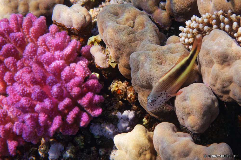 Abu Dabbab Bucht Riff Koralle Unterwasser Fisch Meer Ozean Tropischer Wasser Marine sea squirt Tier Coral reef Tauchen aquatische Salzwasser Tauchgang exotische Tauchen Grat bunte Hirnkoralle Wirbellose Reisen Urlaub Kolonie Chordatiere erkunden Essbare Früchte natürliche Höhe Obst tief Steinkorallen Tourismus Essen Sonnenlicht Sonne hell Gemüse Leben Orte Entspannung Farbe Exploration Strahl Mollusk zu produzieren Sonnenstrahl Blasen Traum Schneckenart Aquarium Anemone Unterwasser nass Sommer Strahlen Schwimmen frisch gesund Muschelschalen unter Aal Stachelige Birne Wildtiere Schnorcheln Urlaub Krustentier geologische formation Tiefe welligkeit Pflanze Pilz Schließen Salat Hintergründe gelb Fleisch reef coral underwater fish sea ocean tropical water marine sea squirt animal coral reef diving aquatic saltwater dive exotic scuba ridge colorful brain coral invertebrate travel vacation colony chordate explore edible fruit natural elevation fruit deep stony coral tourism food sunlight sun bright vegetable life places relaxation color exploration ray mollusk produce sunbeam bubbles dream gastropod aquarium anemone undersea wet summer rays swimming fresh healthy conch under eel prickly pear wildlife snorkeling holiday crustacean geological formation depth ripple plant fungus close salad backgrounds yellow meat