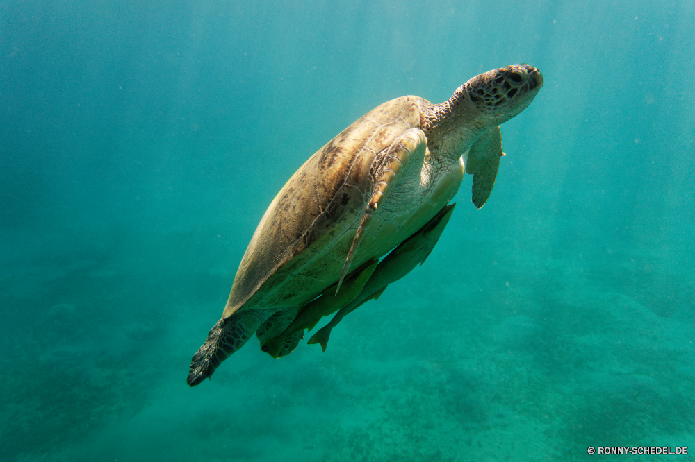 Abu Dabbab Bucht Unechte Karettschildkröte Meeresschildkröte Schildkröte Reptil Unterwasser Meer Sumpfschildkröte Wasser Ozean Fisch Tropischer Marine Wildtiere aquatische Schale Tauchen Koralle Schildkröte Riff langsam Tauchen Schwimmen Tauchgang Schwimmen exotische Leben Wild Reisen Aquarium Urlaub Kreatur — tief Schließen niedlich Haustier Salzwasser Amphibie Arten Auge Tiere Kopf gefährdet Tourismus Park Zoo hart Insel bunte Schutz Riese unter Taucher FIN unter Gras Teich Erhaltung Umgebung eine closeup nass unter Kolonie Tank Tiefe Skala Braun See Sonne auf der Suche hell Sonnenlicht loggerhead sea turtle turtle reptile underwater sea terrapin water ocean fish tropical marine wildlife aquatic shell diving coral tortoise reef slow scuba swimming dive swim exotic life wild travel aquarium vacation creature deep close cute pet saltwater amphibian species eye animals head endangered tourism park zoo hard island colorful protection giant under diver fin below grass pond conservation environment one closeup wet beneath colony tank depth scale brown lake sun looking bright sunlight