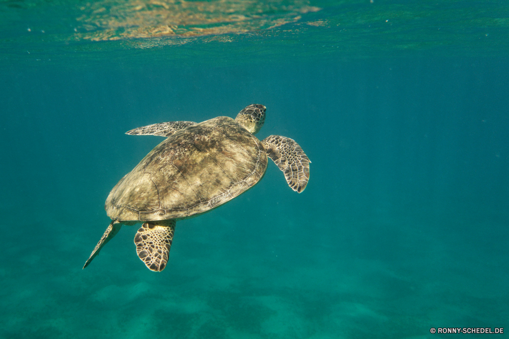 Abu Dabbab Bucht Unechte Karettschildkröte Meeresschildkröte Schildkröte Ozean Meer Wasser Tropischer Marine Unterwasser Fisch Wildtiere Tauchen Schwimmen Wild Reisen Koralle Urlaub Vogel Riff aquatische Strand Schwimmen Tauchen Tauchgang See Sommer Schnabel Insel tief Tourismus Ufer Sonne Küste Feder Flügel fliegen Reflexion Fels Reptil exotische Leben natürliche im freien Urlaub Teich seelandschaft Schale Landschaft Wellen Himmel Tiere Ruhe Park Bucht Umgebung Säugetier nass Sonnenlicht gefährdet Sand Küste Licht bunte Salzwasser klar Welle Kreatur — platsch friedliche Oberfläche landschaftlich loggerhead sea turtle turtle ocean sea water tropical marine underwater fish wildlife diving swimming wild travel coral vacation bird reef aquatic beach swim scuba dive lake summer beak island deep tourism shore sun coast feather wing flying reflection rock reptile exotic life natural outdoors holiday pond seascape shell landscape waves sky animals calm park bay environment mammal wet sunlight endangered sand coastline light colorful saltwater clear wave creature splash peaceful surface scenic