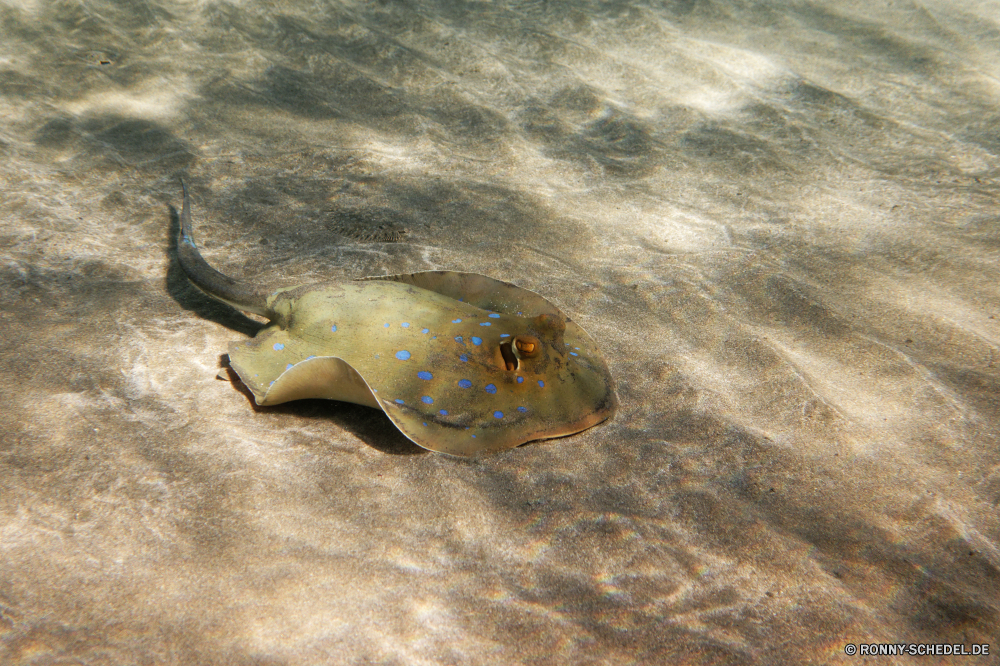 Abu Dabbab Bucht Kugelfisch Meer Ozean Fisch Wasser coelenterate Tropischer Unterwasser Wirbellose Marine Riff Koralle aquatische Strand Tauchgang Tauchen exotische Sand Urlaub Reisen Tauchen Schwimmen Schwimmen Sommer Salzwasser Schildkröte Leben bunte tief Aquarium Küste Tourismus Urlaub erkunden Wildtiere Schale Traum Ufer Kolonie Abenteuer Paradies Insel Entspannung horseshoe crab Sport FIN Orte sandigen Welle Schließen Spaß im freien Sonne Exploration Gliederfüßer hell Blasen nass Unterwasser Entspannen Sie sich Tiere puffer sea ocean fish water coelenterate tropical underwater invertebrate marine reef coral aquatic beach dive diving exotic sand vacation travel scuba swim swimming summer saltwater turtle life colorful deep aquarium coast tourism holiday explore wildlife shell dream shore colony adventure paradise island relaxation horseshoe crab sport fin places sandy wave close fun outdoors sun exploration arthropod bright bubbles wet undersea relax animals