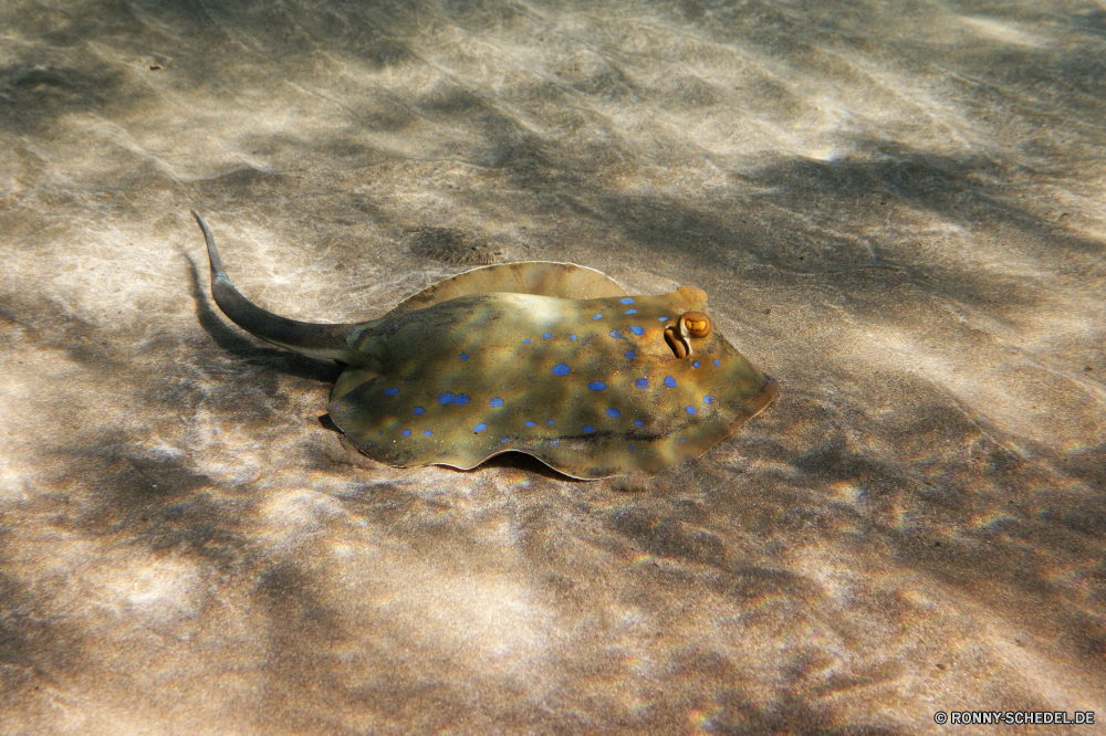 Abu Dabbab Bucht horseshoe crab Wirbellose Gliederfüßer Schildkröte Unechte Karettschildkröte Sand Meer Meeresschildkröte Strand Wasser Ozean coelenterate Strahl Fisch Stechrochen Tropischer Kugelfisch Schale Marine Wildtiere Unterwasser Küste Organismus sandigen aquatische Urlaub Reisen Sommer Schließen Reptil Ufer Schwimmen im freien im freien Riff Tauchen Wild closeup Textur Koralle Zitterrochen gelb Urlaub Küste Braun FIN Tauchgang außerhalb Tier Stein Wüste exotische Detail horseshoe crab invertebrate arthropod turtle loggerhead sand sea sea turtle beach water ocean coelenterate ray fish stingray tropical puffer shell marine wildlife underwater coast organism sandy aquatic vacation travel summer close reptile shore swimming outdoors outdoor reef diving wild closeup texture coral electric ray yellow holiday coastline brown fin dive outside animal stone desert exotic detail