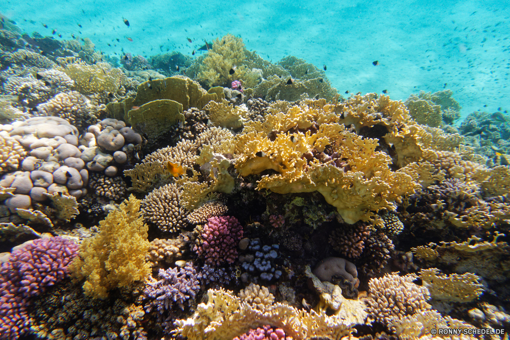 Abu Dabbab Bucht Coral reef Riff Grat Unterwasser Koralle Fisch Meer natürliche Höhe Ozean Tropischer Tauchen Marine Wasser aquatische Tier Salzwasser Tauchgang exotische Tauchen geologische formation Kolonie Reisen Sonnenlicht tief bunte Urlaub Sonne Sonnenstrahl Exploration Leben erkunden Tourismus hell Strahlen Orte Strahl Traum unter Wildtiere Unterwasser Farbe Entspannung unter Schwimmen seelandschaft Blasen Taucher unter Scuba diving nass Polyp Anemone Schule 3D Salz Oberfläche Sommer Fische Aquarium Tiefe welligkeit Licht klar coelenterate Wirbellose Sonnenschein Urlaub weiche transparente Schnorcheln Tiere ruhige unter Wasser Szenen Flüssigkeit Klima Reinheit Ruhe frisch coral reef reef ridge underwater coral fish sea natural elevation ocean tropical diving marine water aquatic animal saltwater dive exotic scuba geological formation colony travel sunlight deep colorful vacation sun sunbeam exploration life explore tourism bright rays places ray dream below wildlife undersea color relaxation beneath swimming seascape bubbles diver under scuba diving wet polyp anemone school 3d salt surface summer fishes aquarium depth ripple light clear coelenterate invertebrate sunshine holiday soft transparent snorkeling animals tranquil submerged scenes liquid climate purity calm fresh