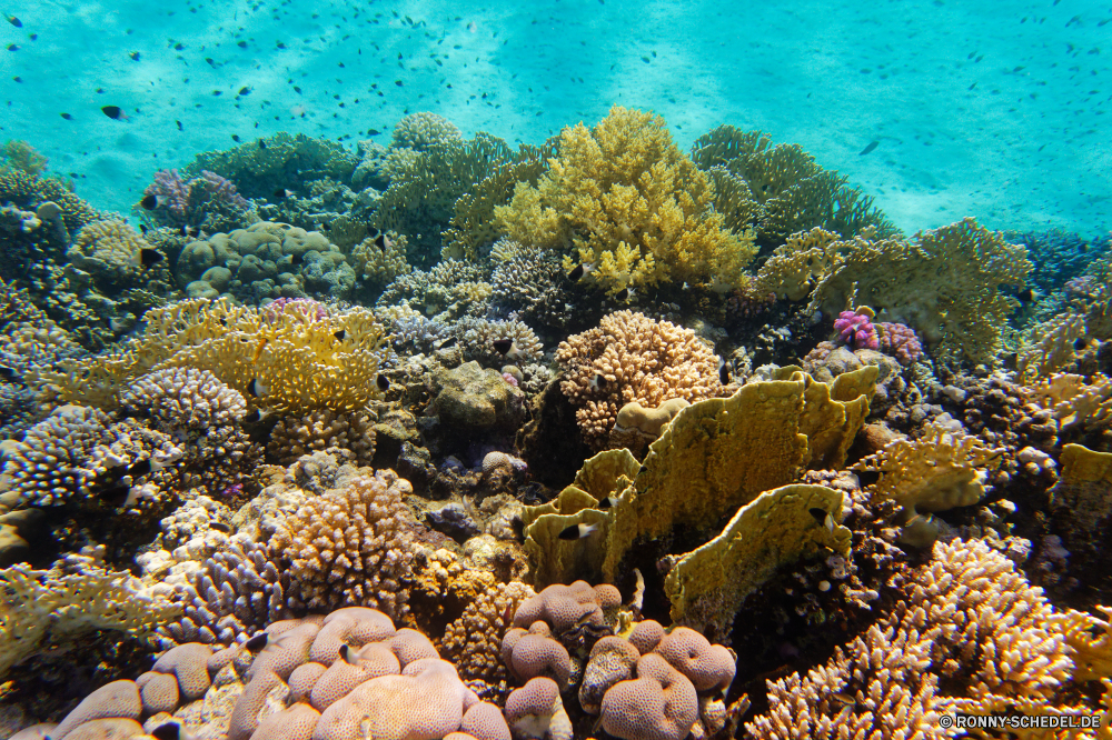 Abu Dabbab Bucht Coral reef Riff Grat Koralle Unterwasser Fisch Meer Ozean natürliche Höhe Tropischer Tauchen Marine Wasser aquatische Salzwasser Tauchgang exotische Tier Tauchen geologische formation Kolonie Sonnenlicht Reisen bunte Urlaub tief Sonne Sonnenstrahl Exploration erkunden Tourismus Leben hell Strahlen Strahl Unterwasser Orte Traum unter seelandschaft Taucher Farbe Blasen Entspannung unter Scuba diving unter nass Wildtiere Hirnkoralle Schule Schwimmen Anemone Tiefe 3D Aquarium welligkeit klar Sonnenschein Fische Licht Salz Oberfläche Steinkorallen transparente Sommer Urlaub Tiere weiche Flüssigkeit Reinheit unter Wasser Szenen Klima frische Luft Ruhe ruhige Erholung coral reef reef ridge coral underwater fish sea ocean natural elevation tropical diving marine water aquatic saltwater dive exotic animal scuba geological formation colony sunlight travel colorful vacation deep sun sunbeam exploration explore tourism life bright rays ray undersea places dream below seascape diver color bubbles relaxation beneath scuba diving under wet wildlife brain coral school swimming anemone depth 3d aquarium ripple clear sunshine fishes light salt surface stony coral transparent summer holiday animals soft liquid purity submerged scenes climate freshness calm tranquil recreation