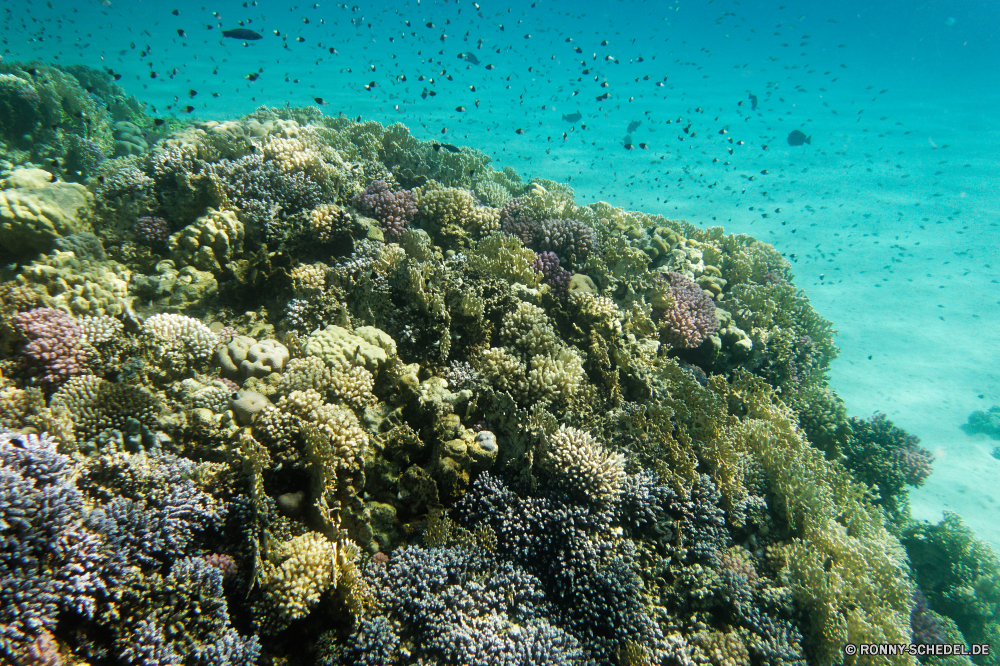 Abu Dabbab Bucht Coral reef Riff Grat Koralle Unterwasser Meer Fisch natürliche Höhe Ozean Tropischer Wasser Marine Tauchen aquatische Salzwasser Tauchgang Tier exotische geologische formation Reisen Tauchen Kolonie Urlaub Sonnenlicht bunte Sonne tief Exploration Tourismus erkunden Sonnenstrahl Leben seelandschaft hell Orte Traum Strahlen Strahl Entspannung unter unter Farbe Unterwasser Sommer Blasen Taucher unter Urlaub Fels Landschaft 3D Wildtiere Schwimmen Licht klar Insel Scuba diving ruhige Schule nass Aquarium Fische Oberfläche Salz Türkis Sonnenschein Strand Ruhe Anemone Tiefe welligkeit Tiere See Park weiche Küste unter Wasser Schnorcheln Szenen Schwimmen Stein Entspannen Sie sich gelassene idyllische friedliche transparente Himmel coral reef reef ridge coral underwater sea fish natural elevation ocean tropical water marine diving aquatic saltwater dive animal exotic geological formation travel scuba colony vacation sunlight colorful sun deep exploration tourism explore sunbeam life seascape bright places dream rays ray relaxation beneath below color undersea summer bubbles diver under holiday rock landscape 3d wildlife swimming light clear island scuba diving tranquil school wet aquarium fishes surface salt turquoise sunshine beach calm anemone depth ripple animals lake park soft coast submerged snorkeling scenes swim stone relax serene idyllic peaceful transparent sky