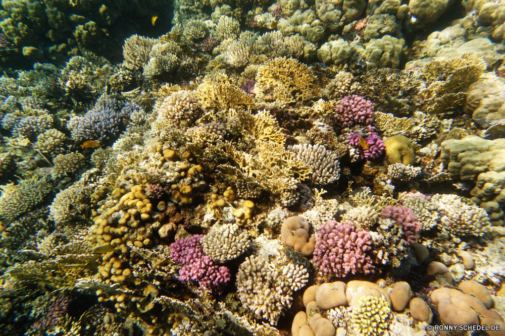 Abu Dabbab Bucht Riff Polyp Unterwasser Koralle Fisch Meer coelenterate Coral reef Tier Ozean Wirbellose Tropischer Tauchen Marine Wasser aquatische Salzwasser Tauchgang exotische Grat Tauchen Kolonie bunte natürliche Höhe Reisen Sonnenlicht Urlaub tief erkunden Leben Exploration Sonne Tourismus Sonnenstrahl Organismus Unterwasser Traum hell Orte Strahlen Aquarium Farbe unter geologische formation Strahl Taucher Schule Wildtiere Blasen Anemone unter Entspannung seelandschaft Scuba diving Schwimmen Licht weiche nass unter 3D Oberfläche Salz klar Anemonenfisch Fische Tiefe Urlaub welligkeit Sonnenschein Tiere Schnorcheln Flüssigkeit Sommer Klima transparente reef polyp underwater coral fish sea coelenterate coral reef animal ocean invertebrate tropical diving marine water aquatic saltwater dive exotic ridge scuba colony colorful natural elevation travel sunlight vacation deep explore life exploration sun tourism sunbeam organism undersea dream bright places rays aquarium color below geological formation ray diver school wildlife bubbles anemone beneath relaxation seascape scuba diving swimming light soft wet under 3d surface salt clear anemone fish fishes depth holiday ripple sunshine animals snorkeling liquid summer climate transparent